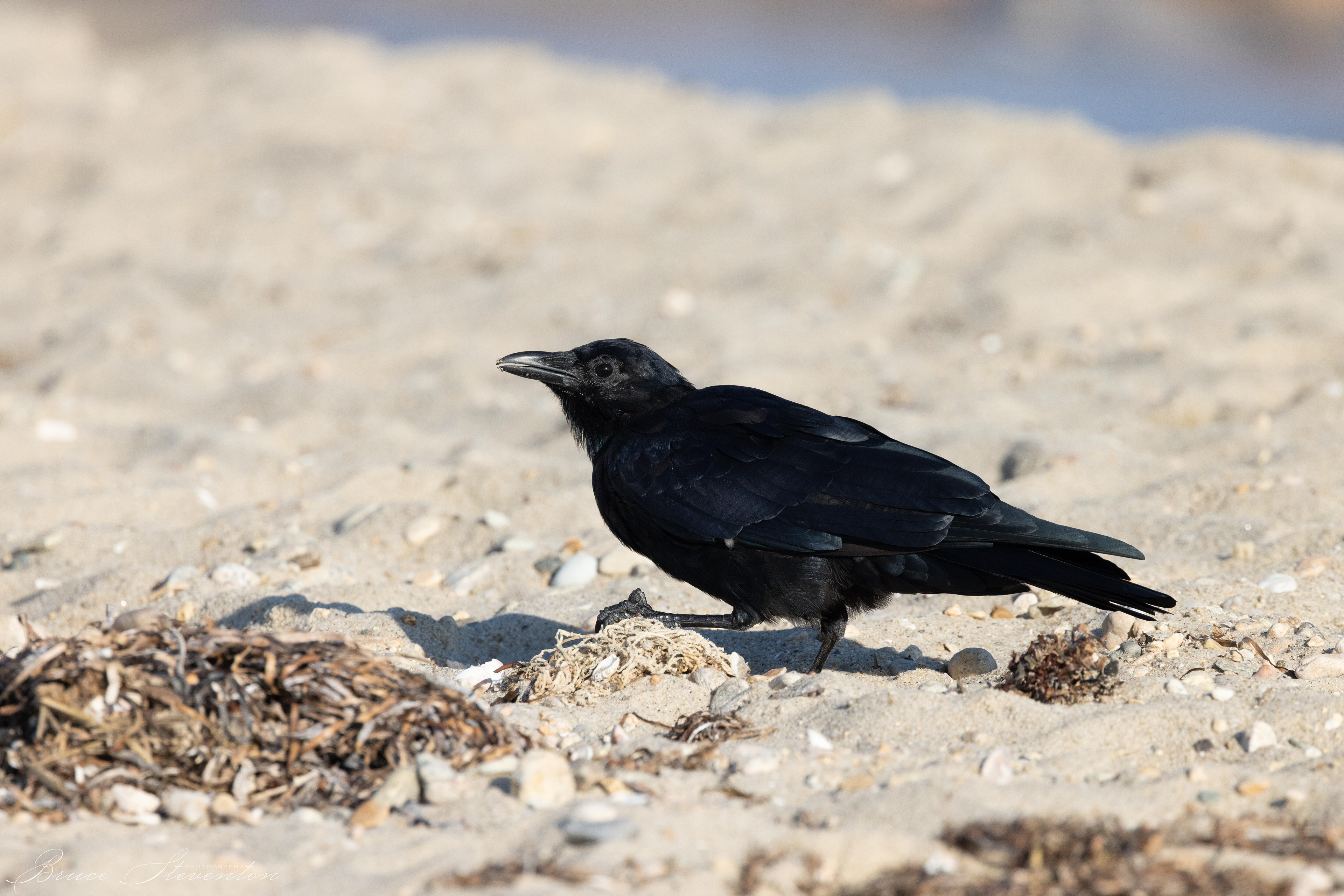Fish Crow