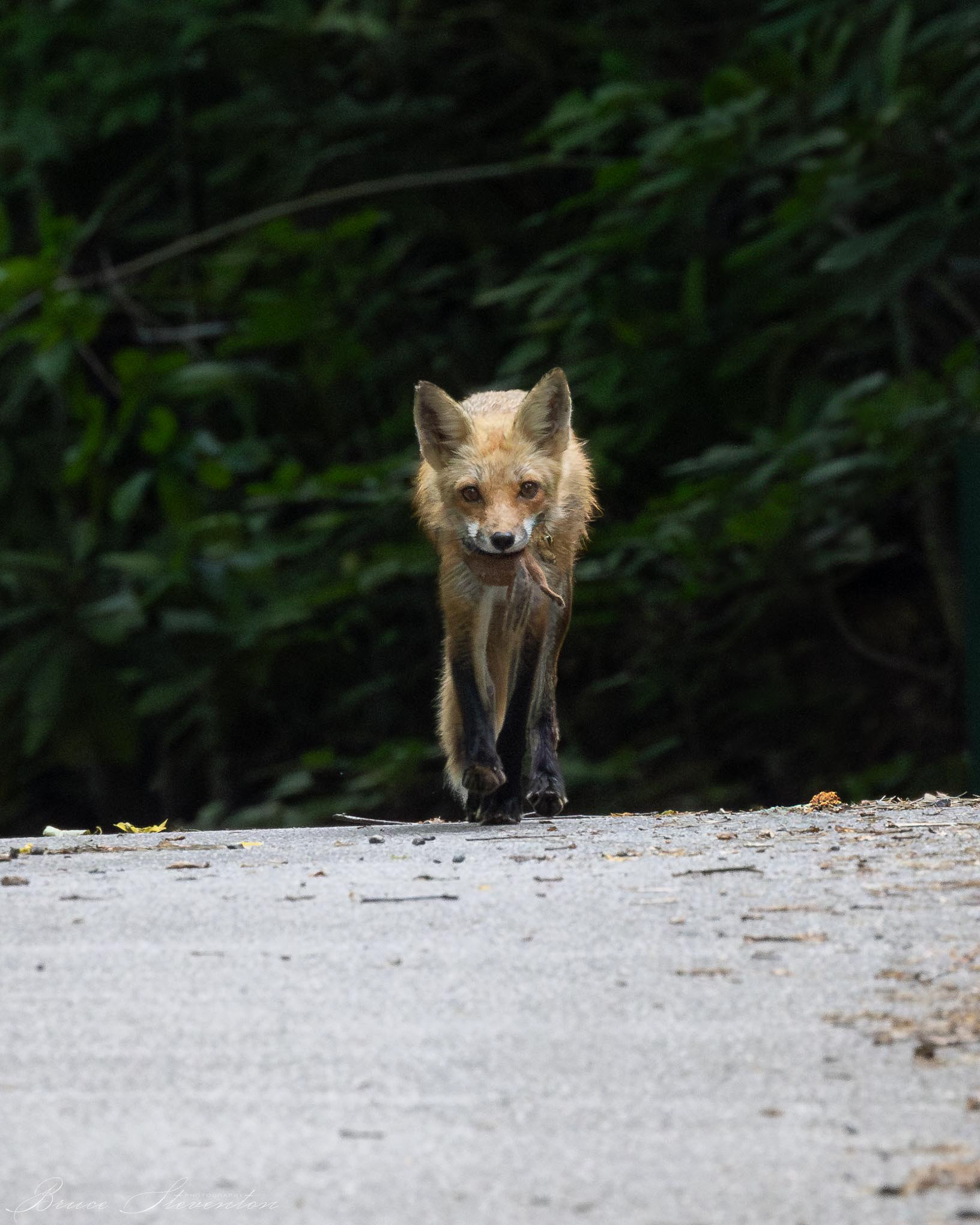 Red Fox - Bartlett Mt