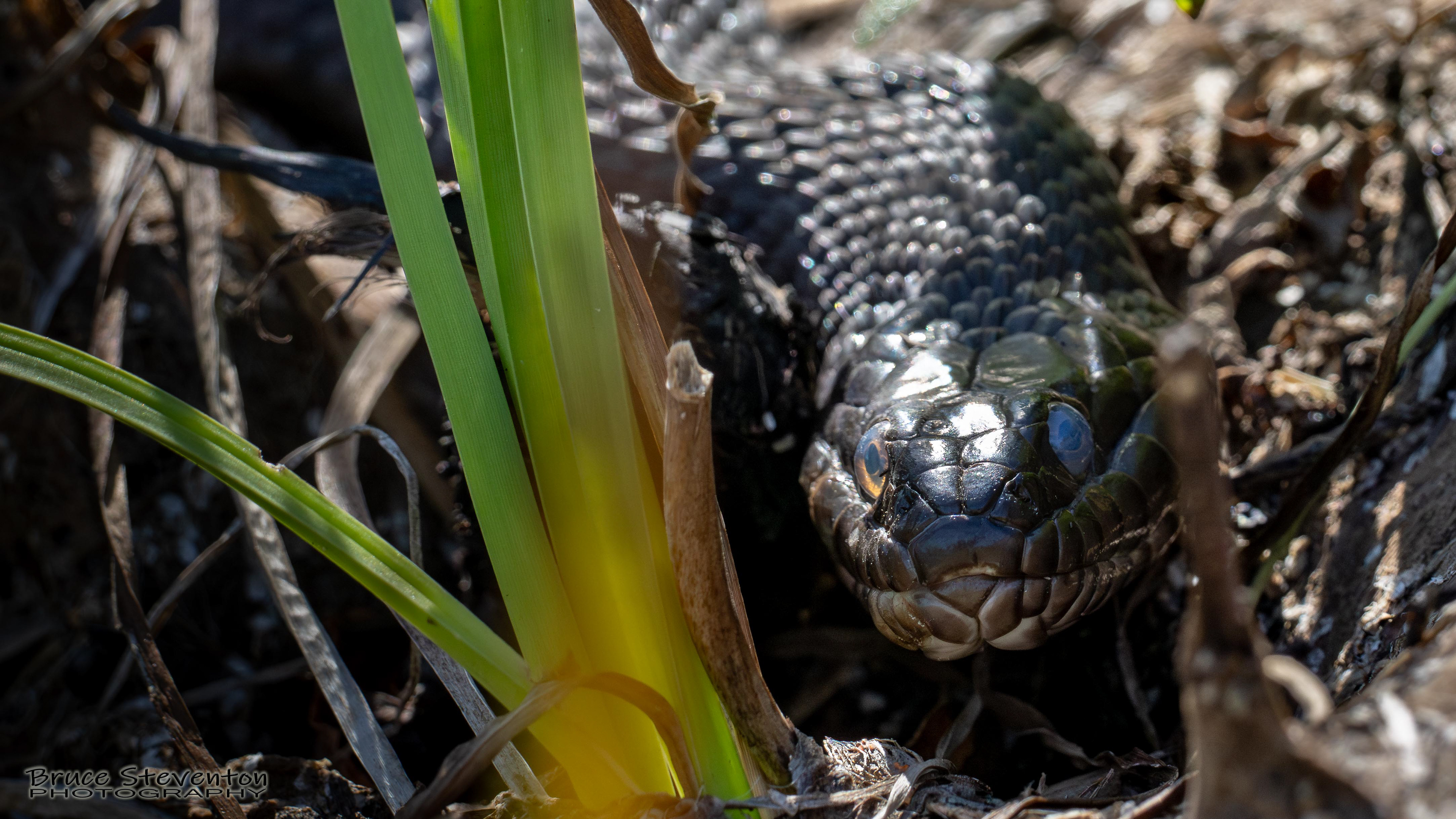 Common Water Snake - Ferrisburg, VT