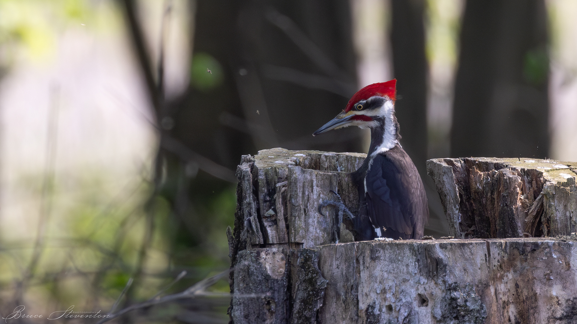 Pileated Woodpecker (M); Unconventional, working from inside the tree stump.