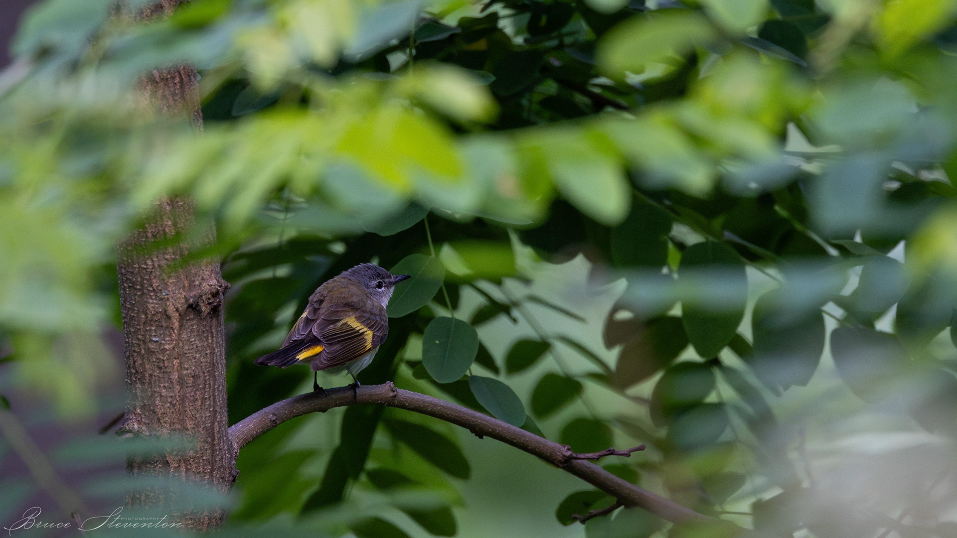 Redstart (F) - Blue Ridge Parkway