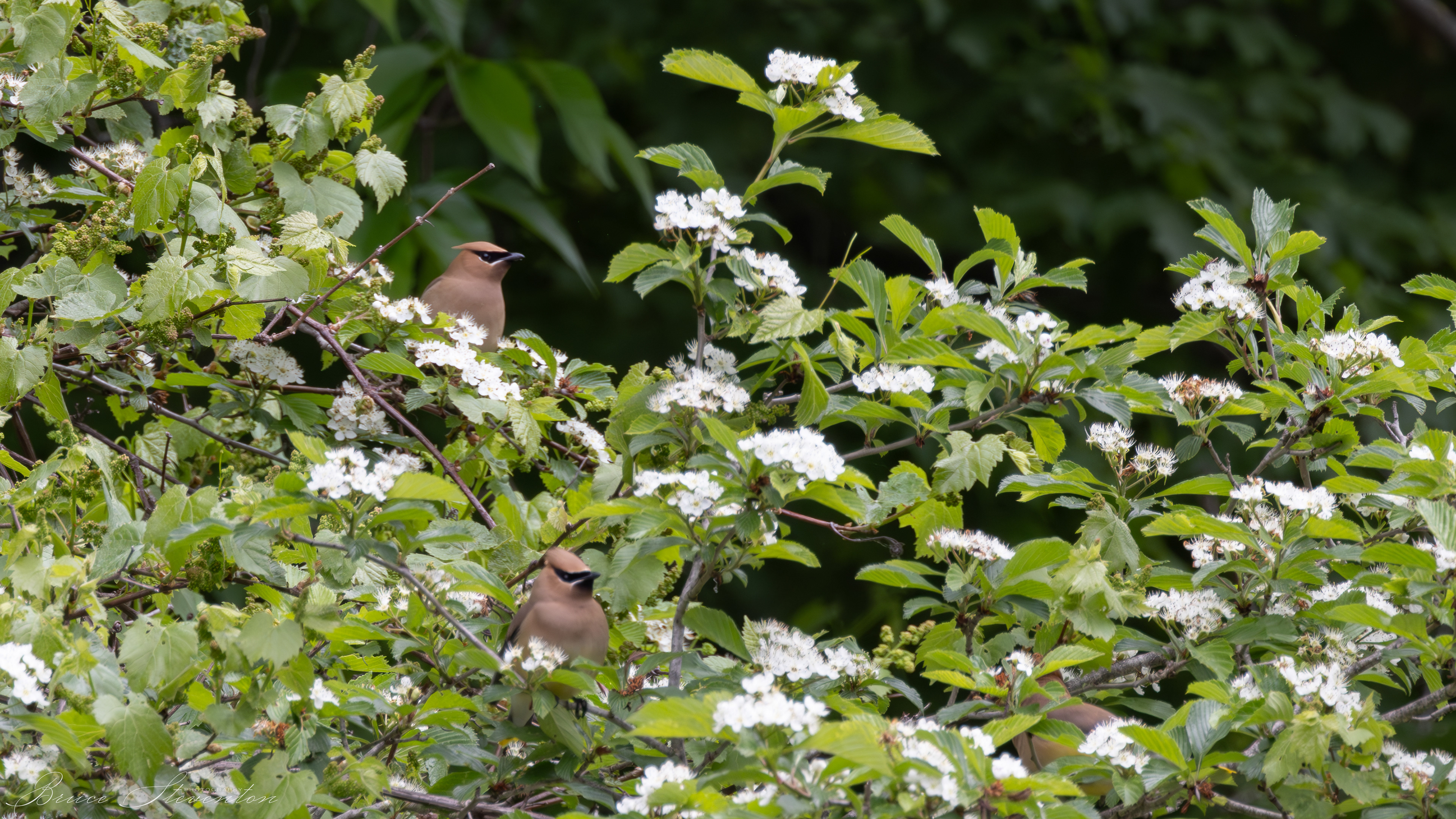 Cedar Waxwing