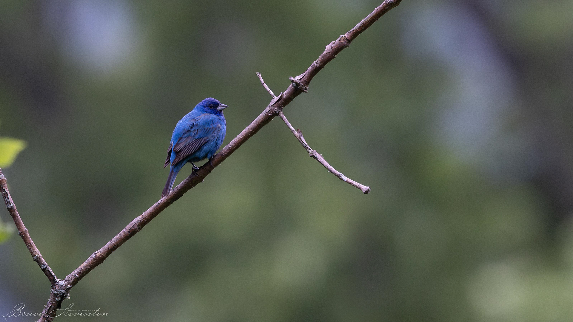 Indigo Bunting (M) - Charles D Owen Park