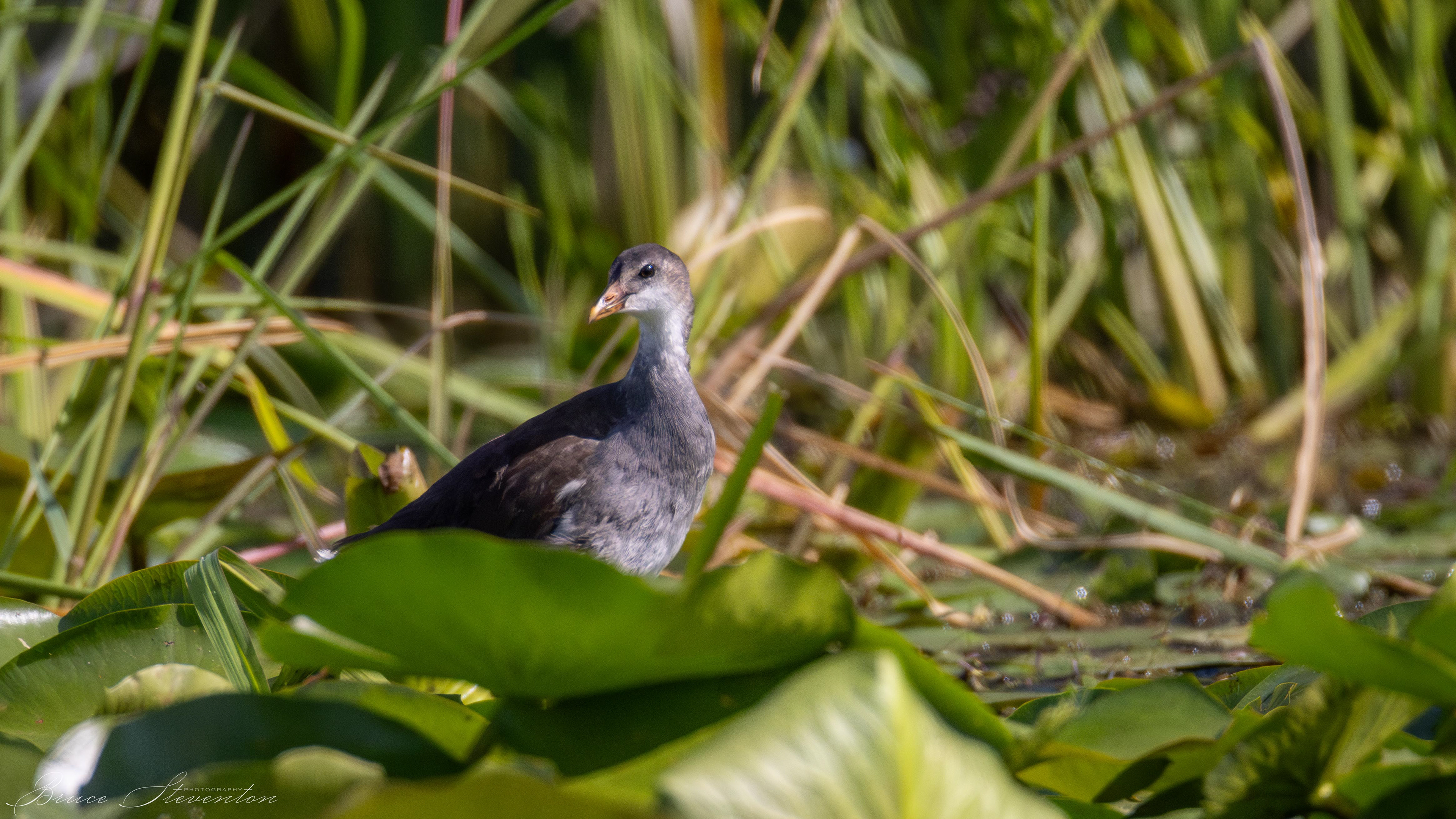 Common Gallinule, Immature