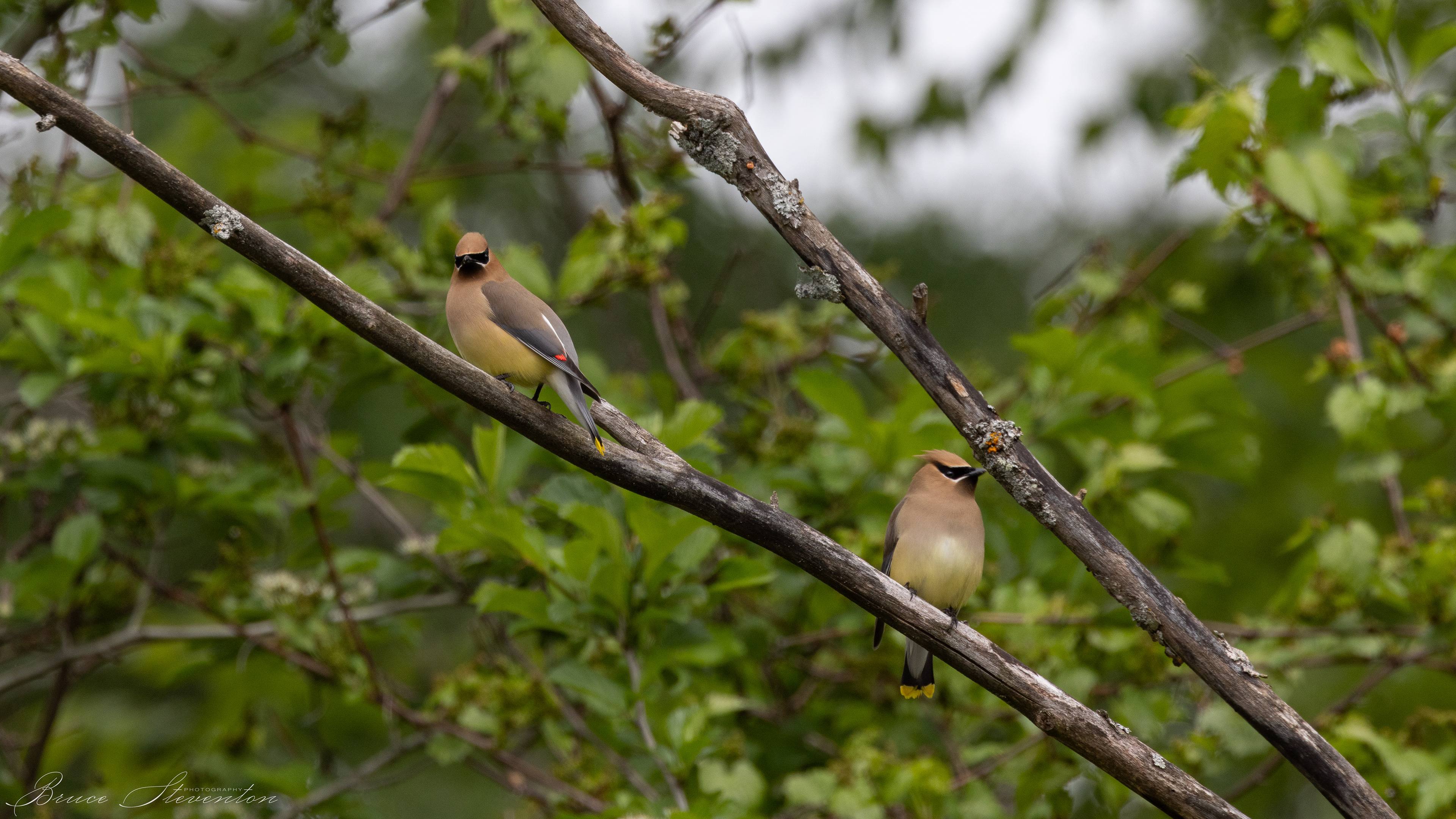 Cedar Waxwing