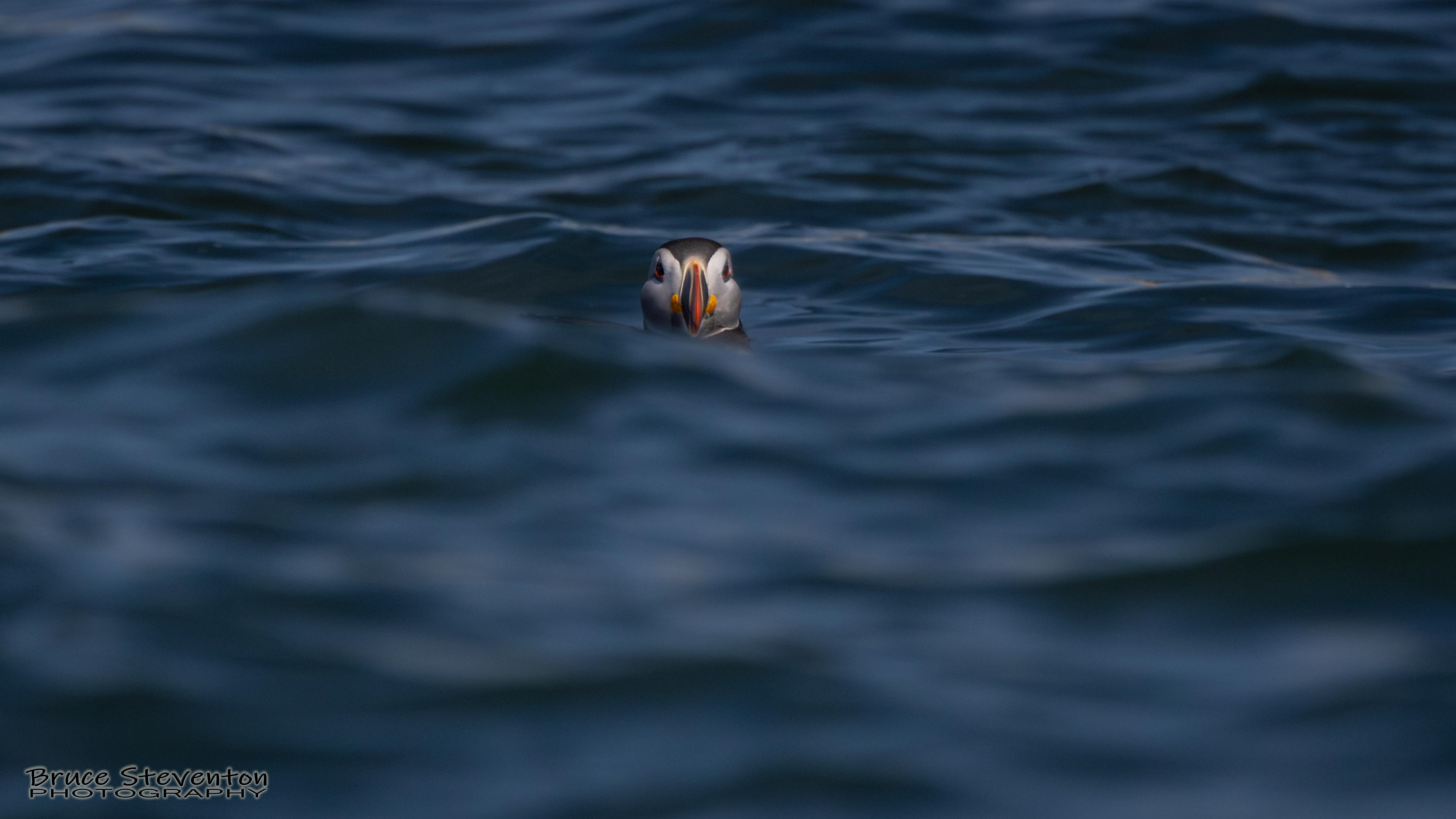 Atlantic Puffin