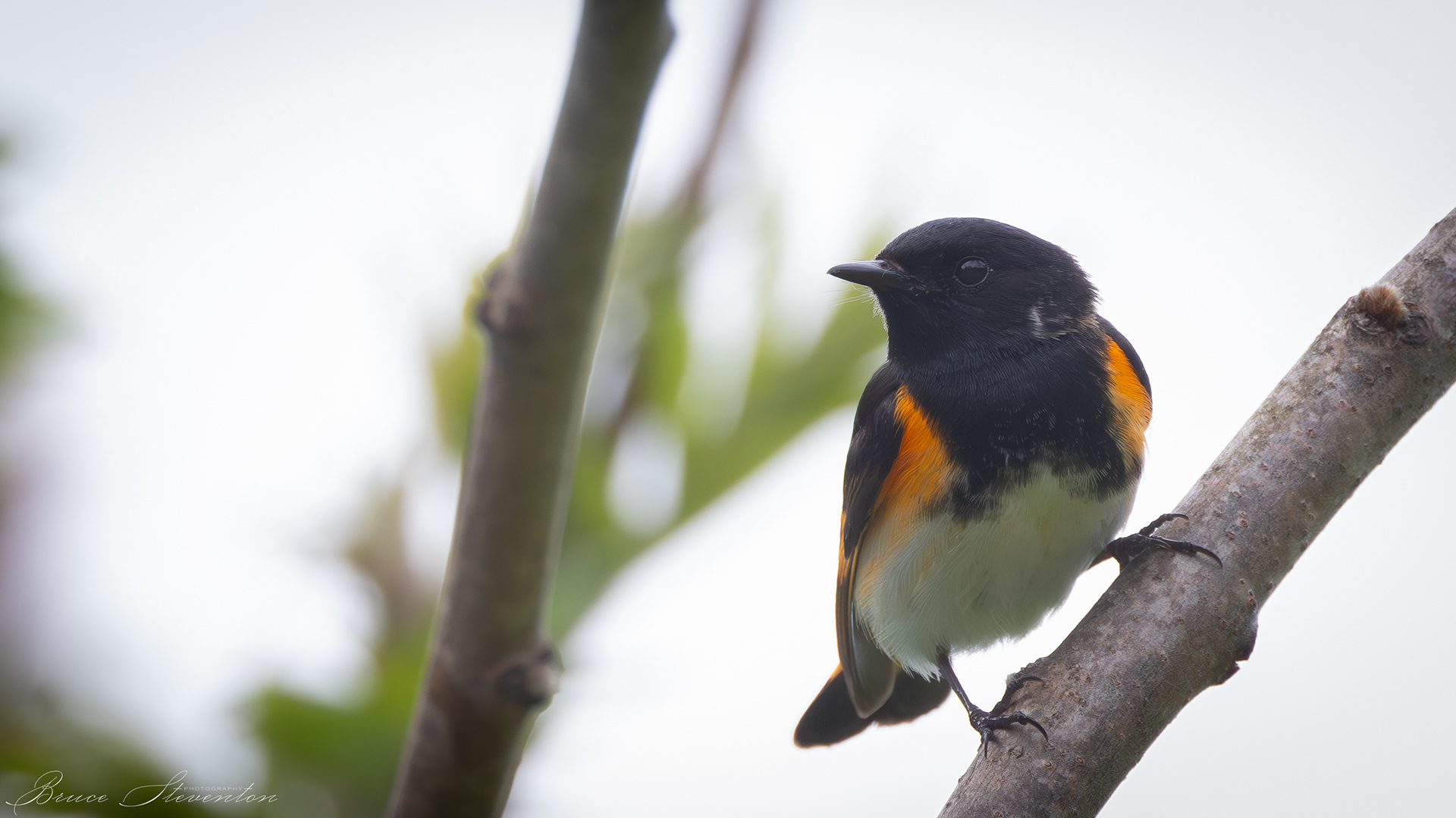 Redstart