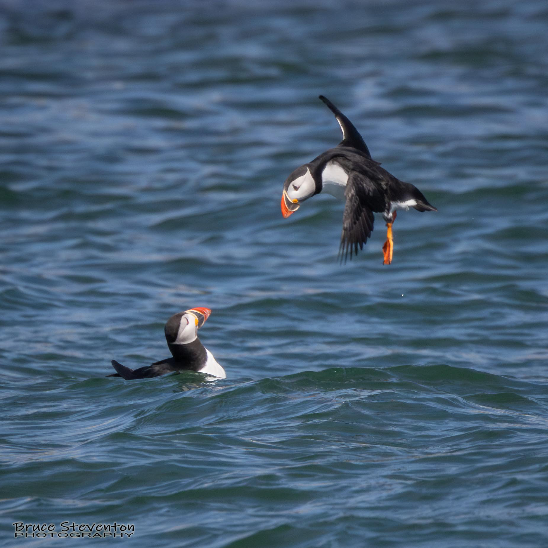 Atlantic Puffin