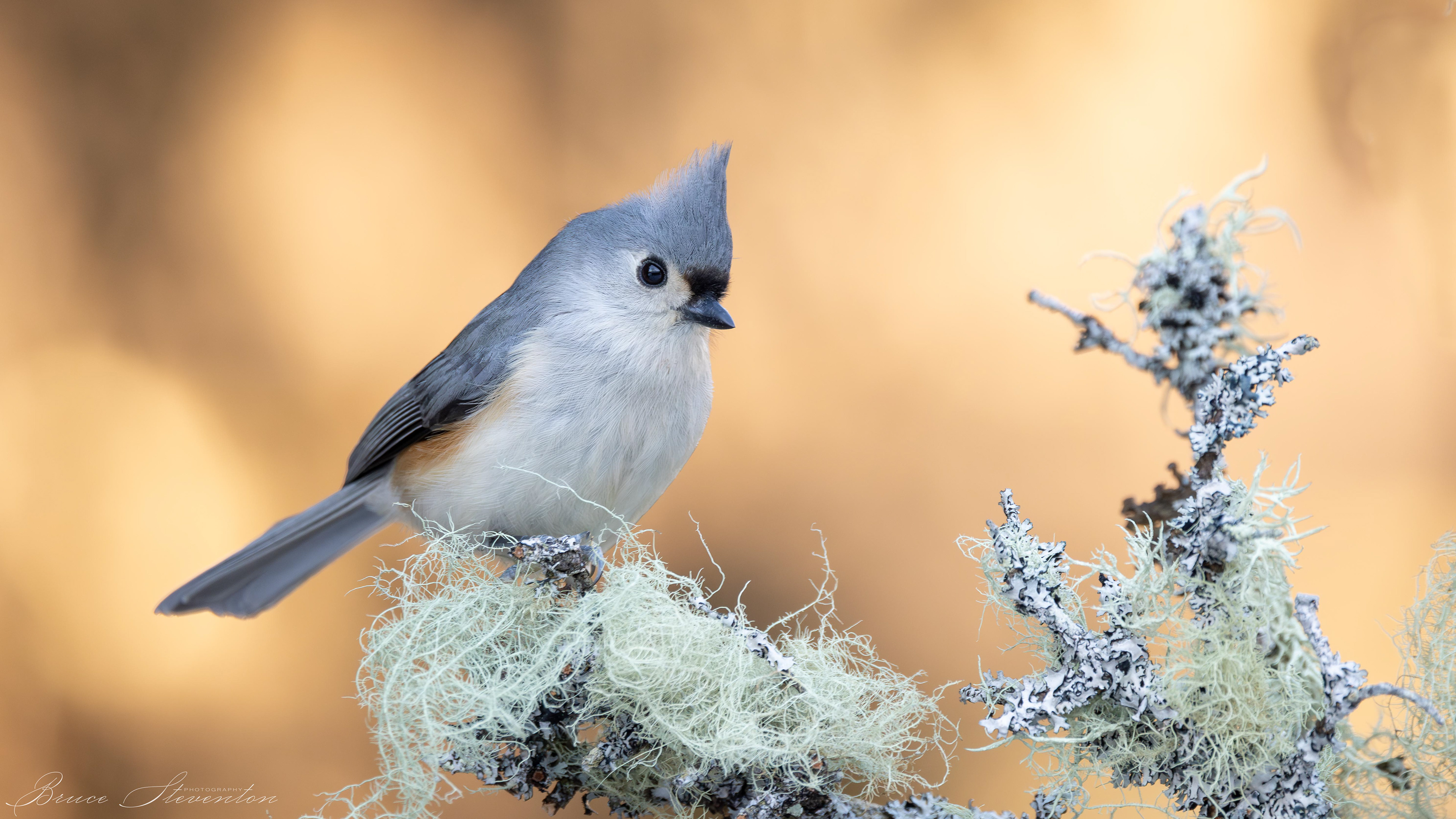 Tufted Titmouse