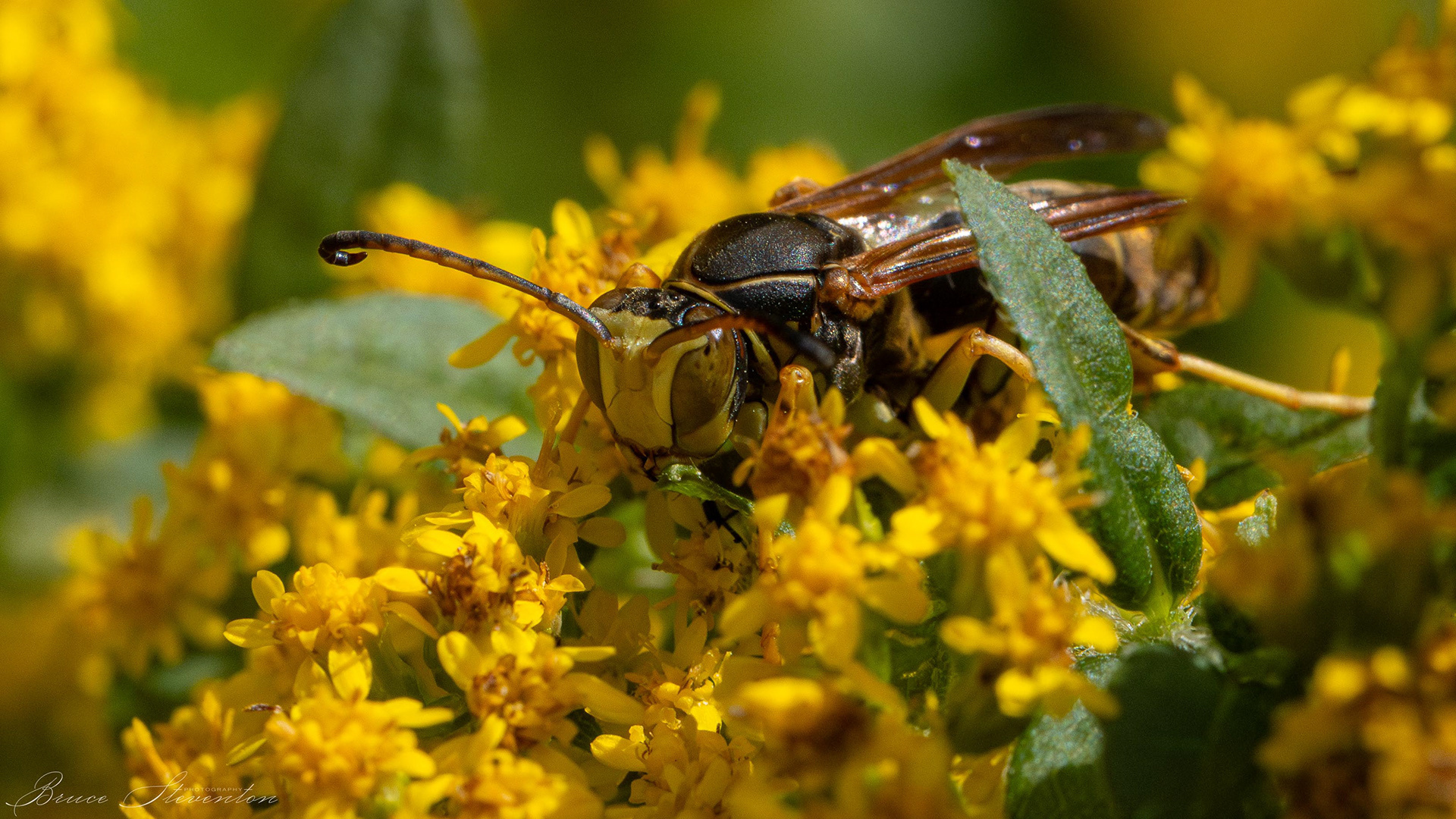 Wasp on Goldenrod