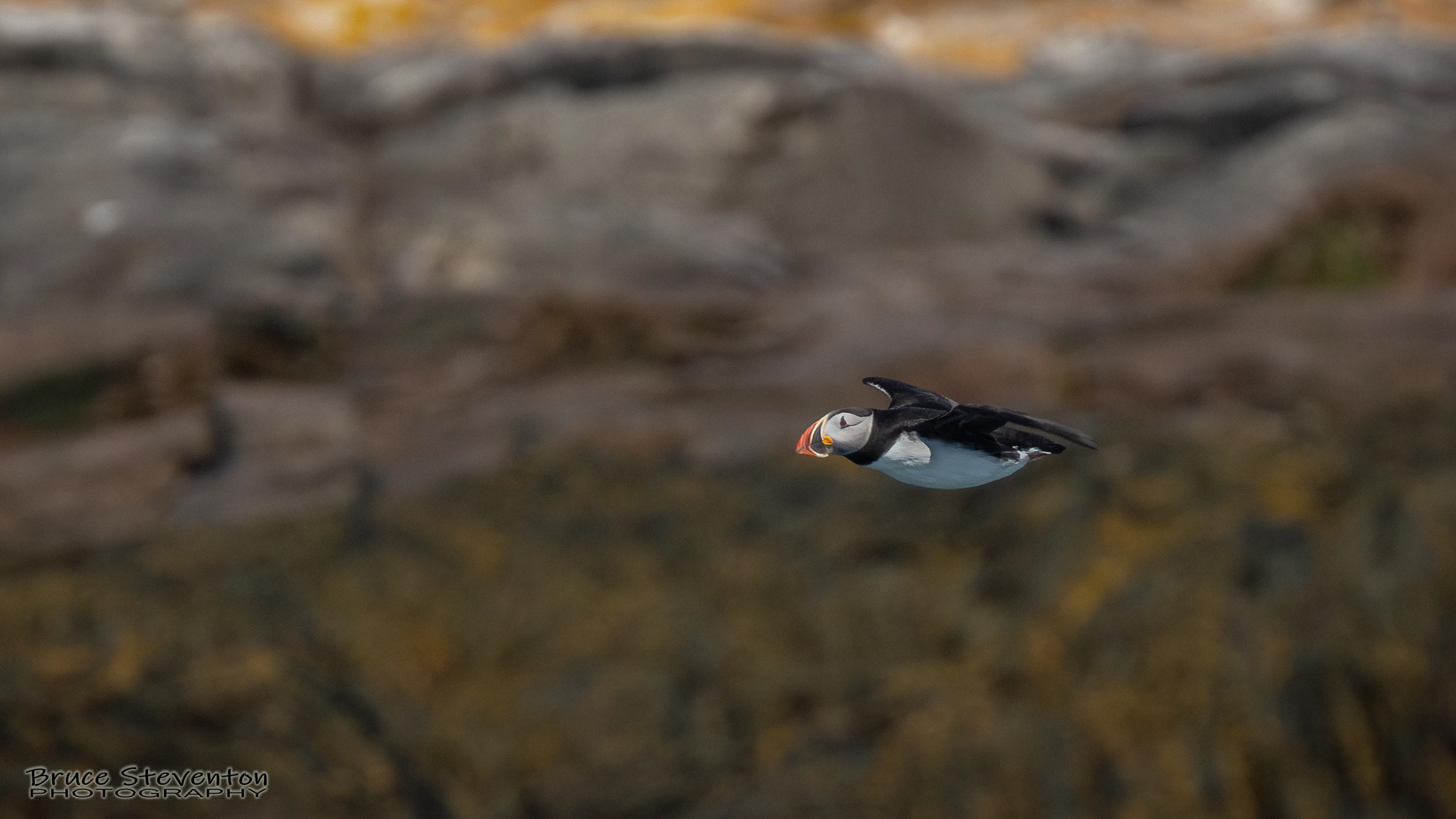 Atlantic Puffin