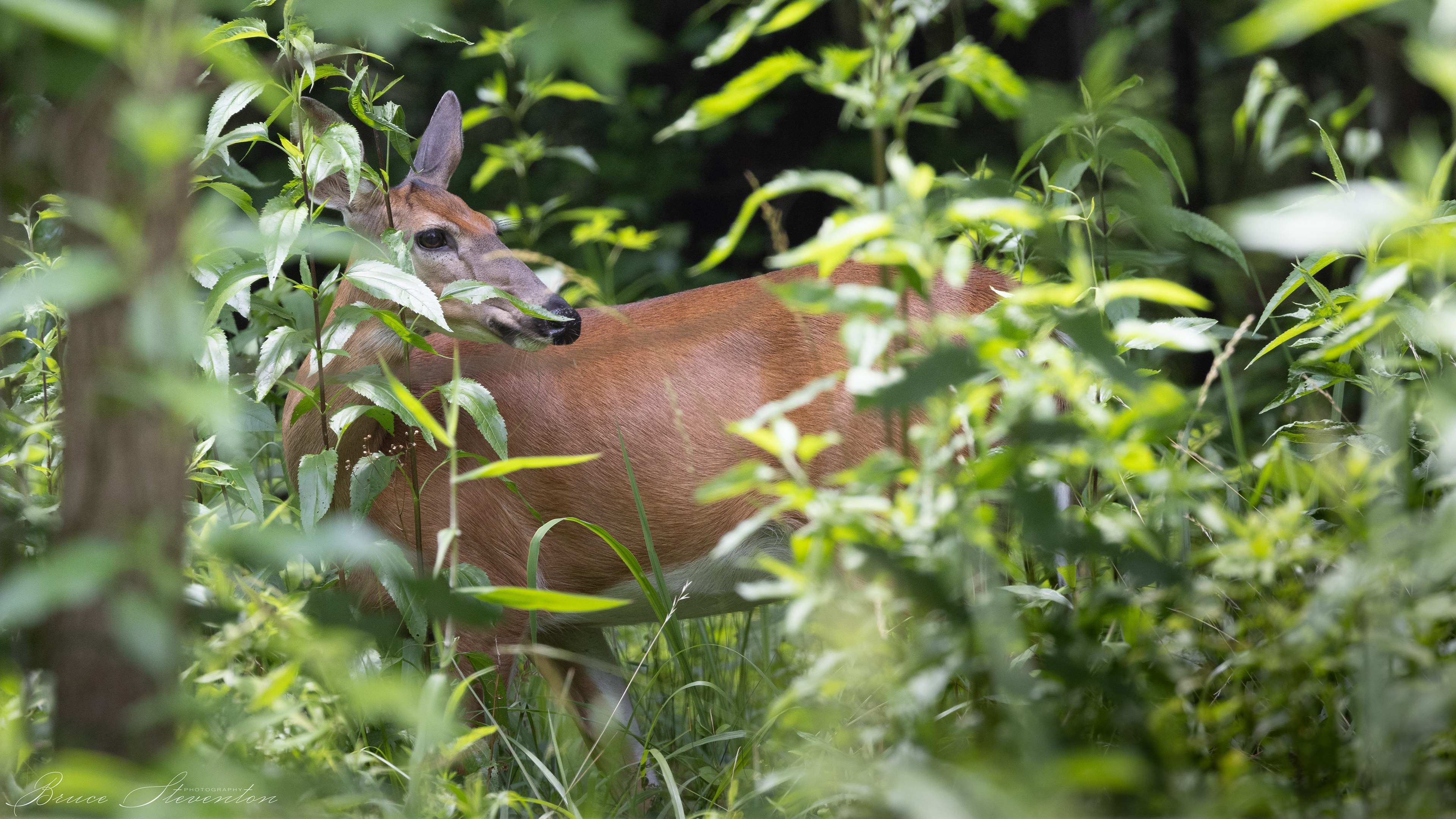 Whitetail Deer - Stone Mt Park