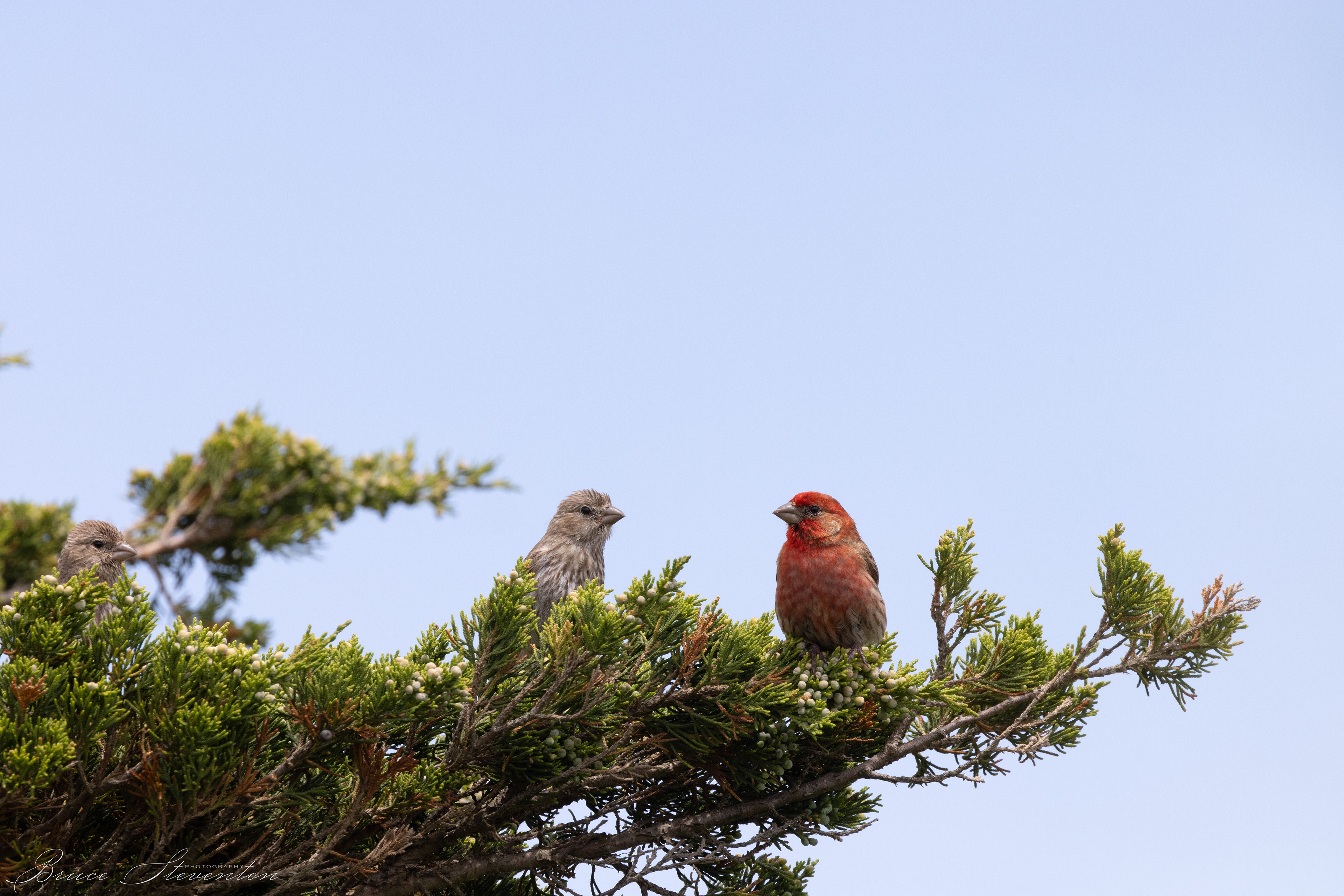 House Finch