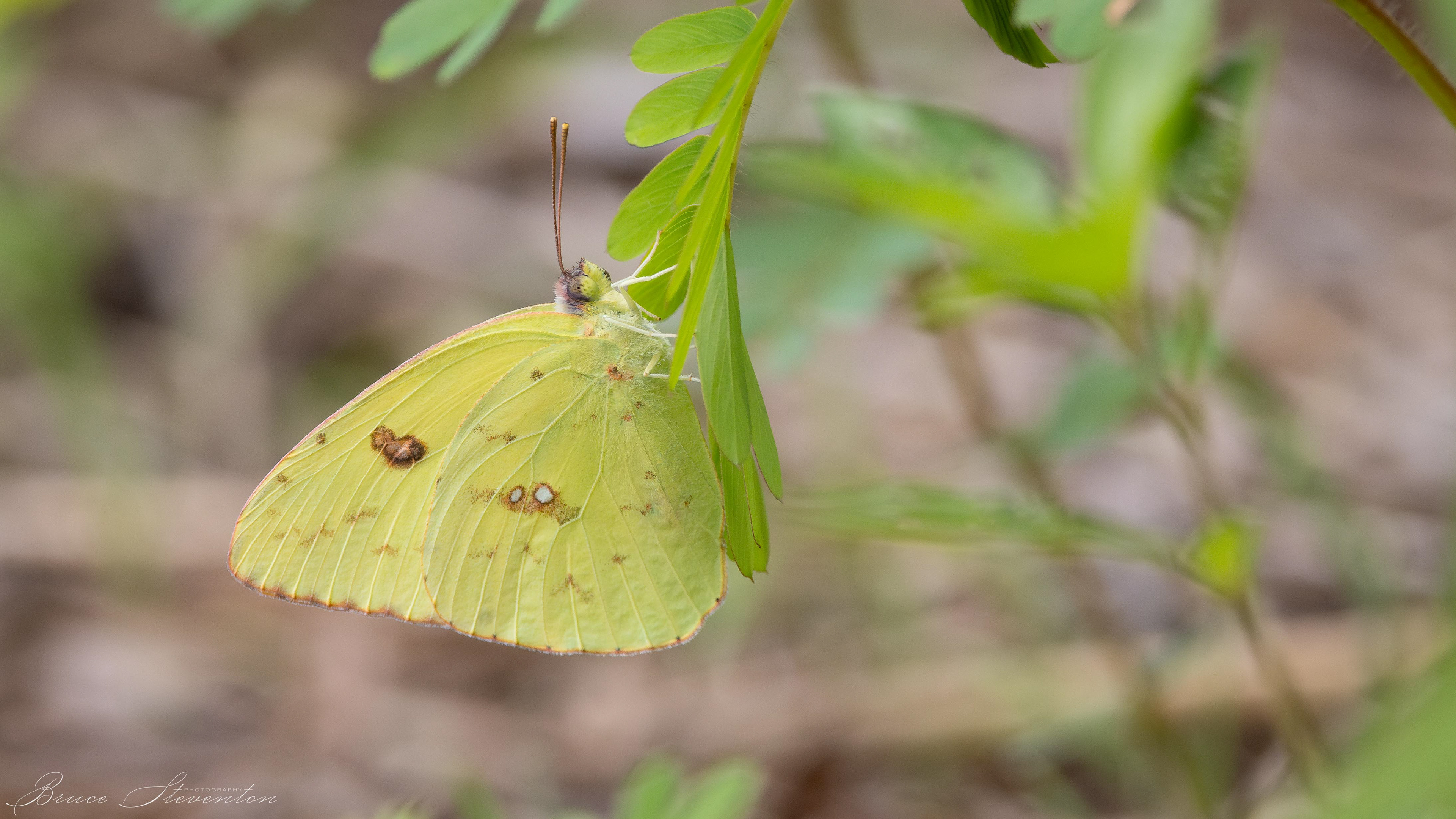 Yellow Sulphur Butterfly - Stone Mt Park