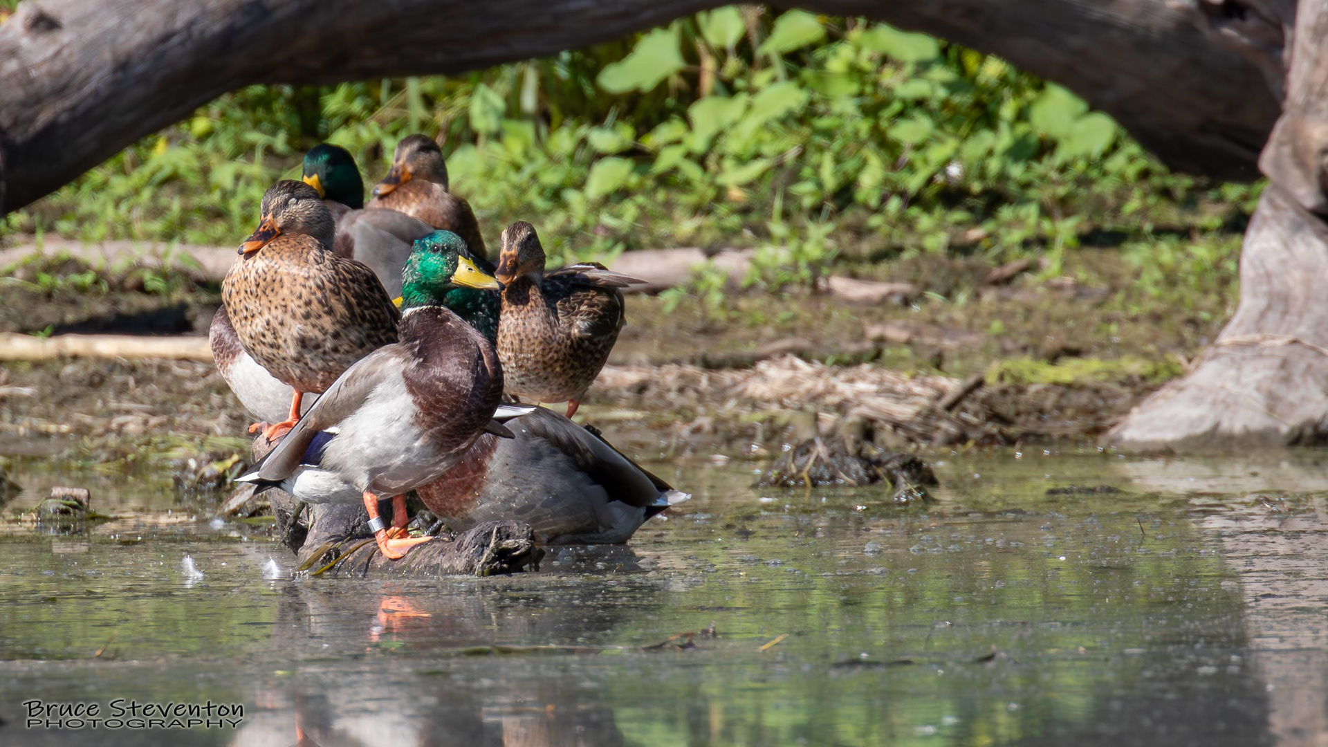 Mallard - Shoreham, VT