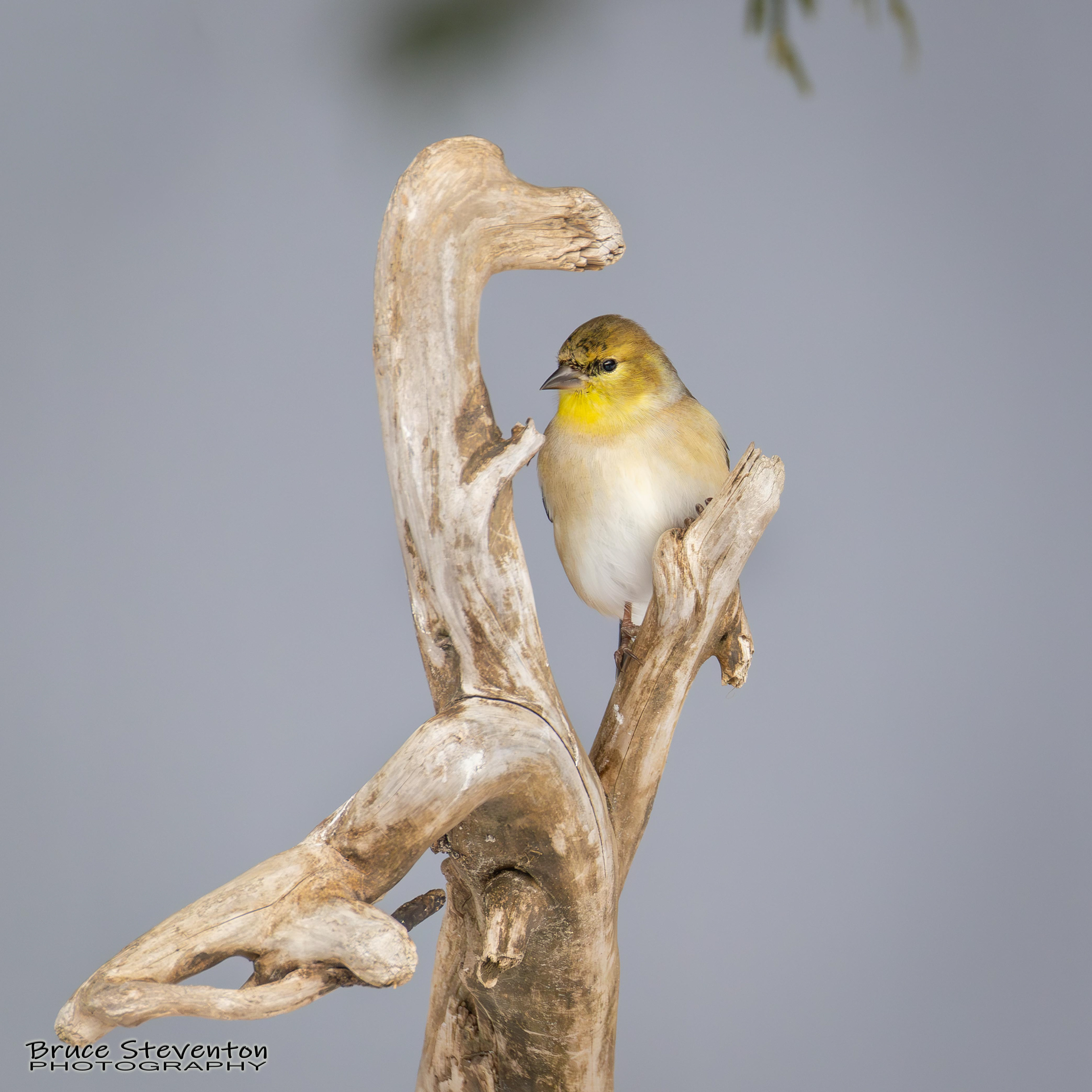 American Goldfinch