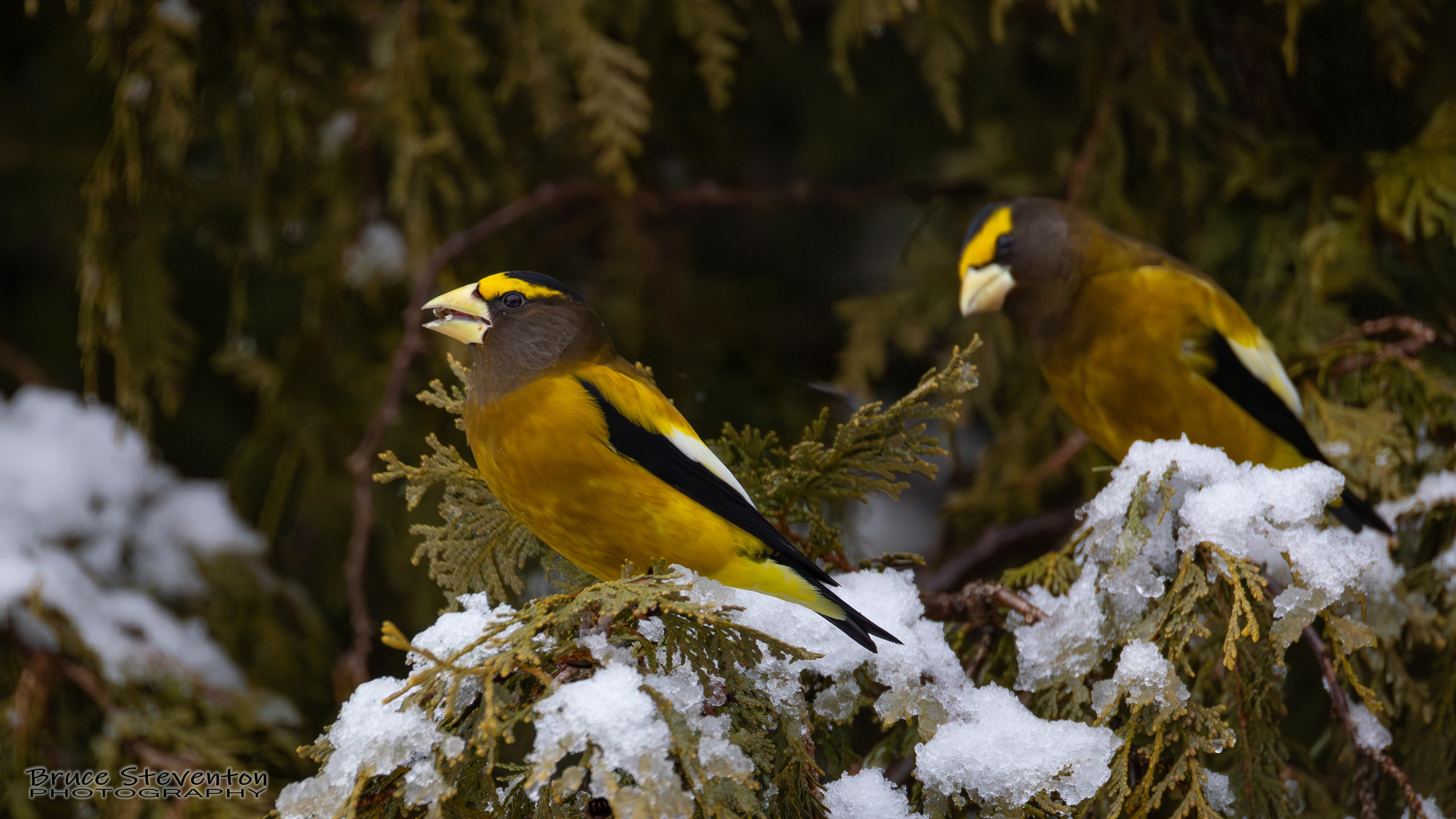 Evening Grosbeak