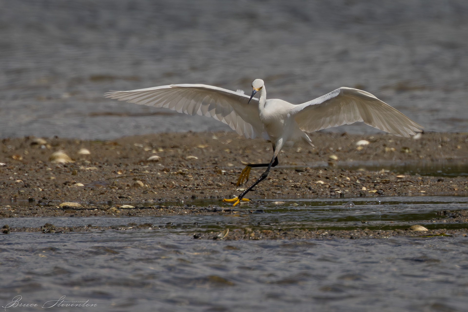 Snowy Egret