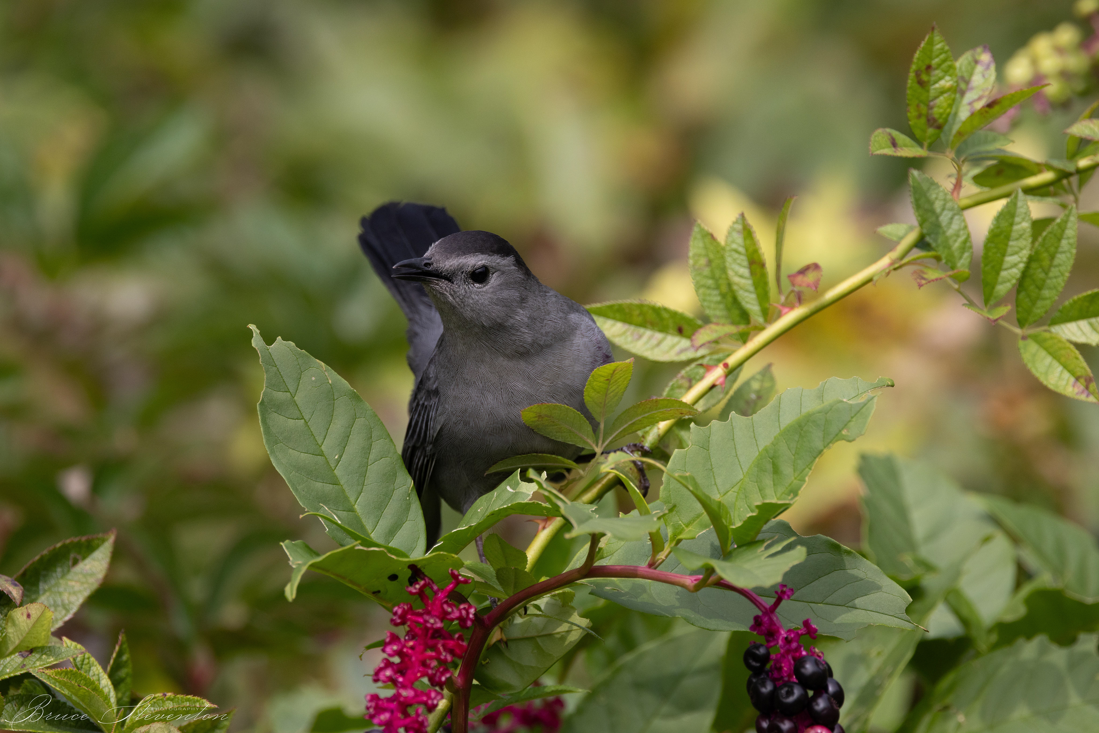 Catbird