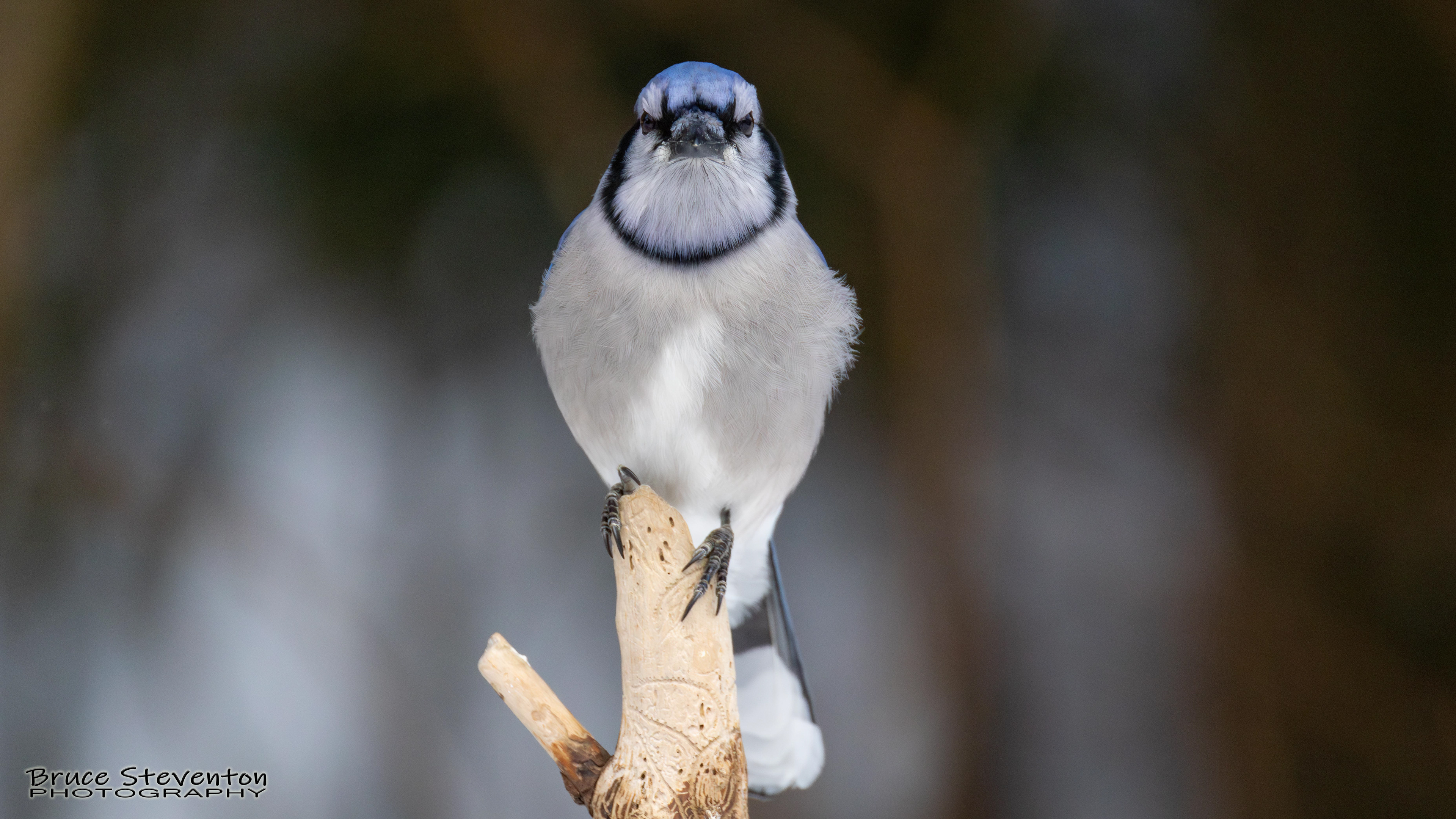 Blue Jay