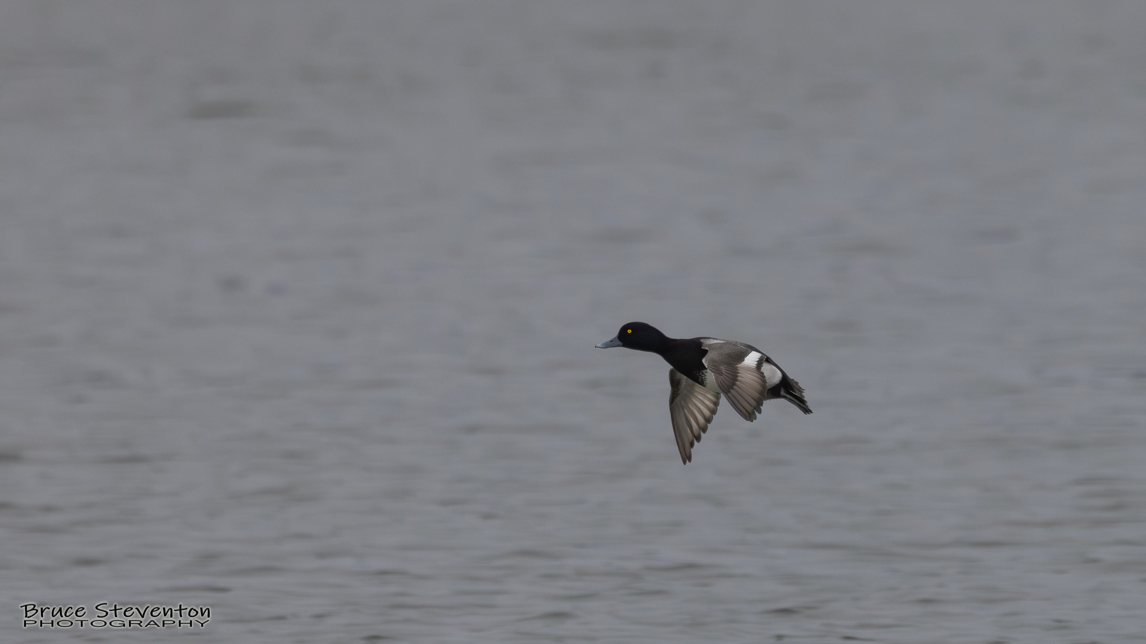 Greater Scaup - Addison, VT