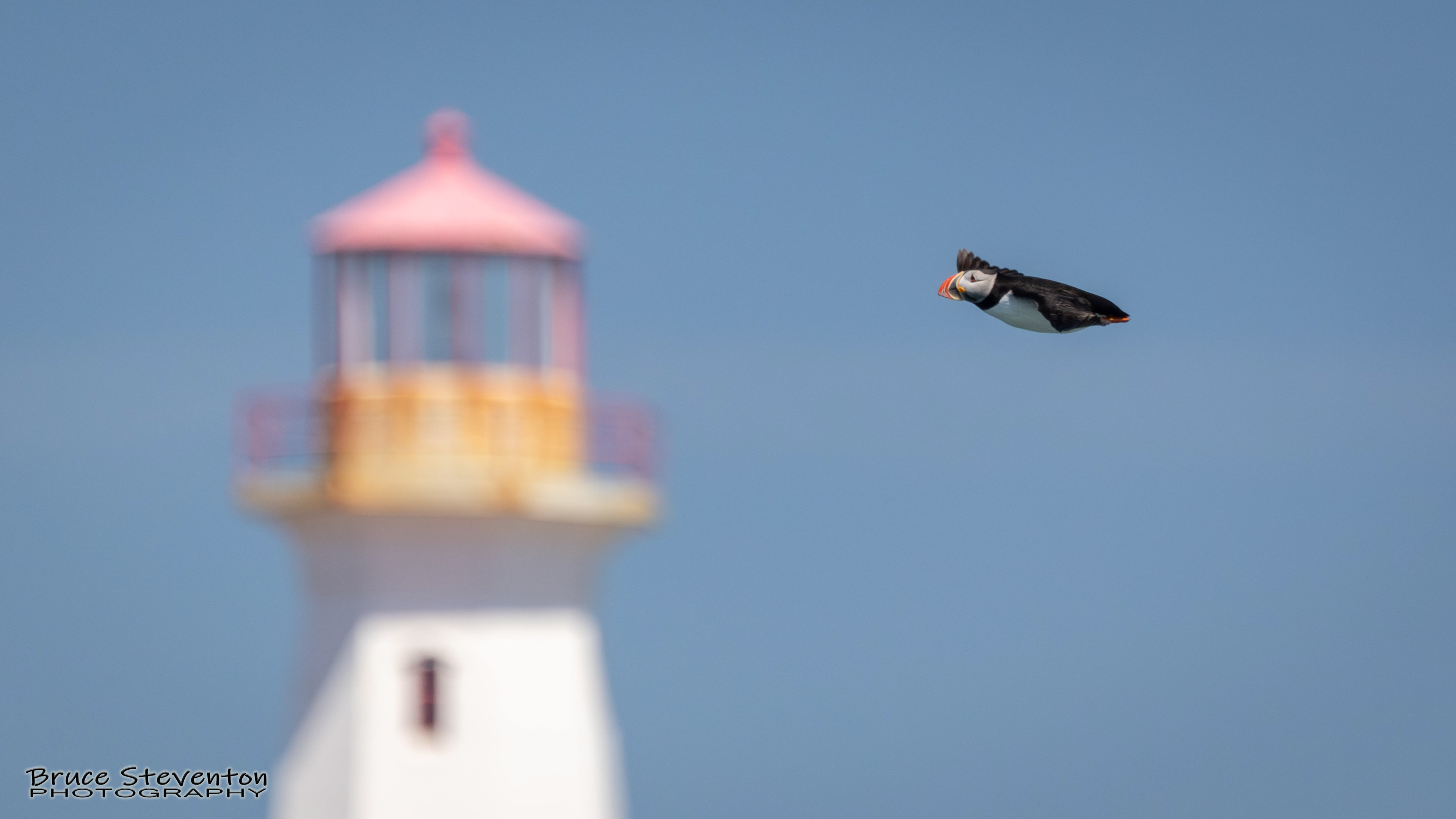 Atlantic Puffin