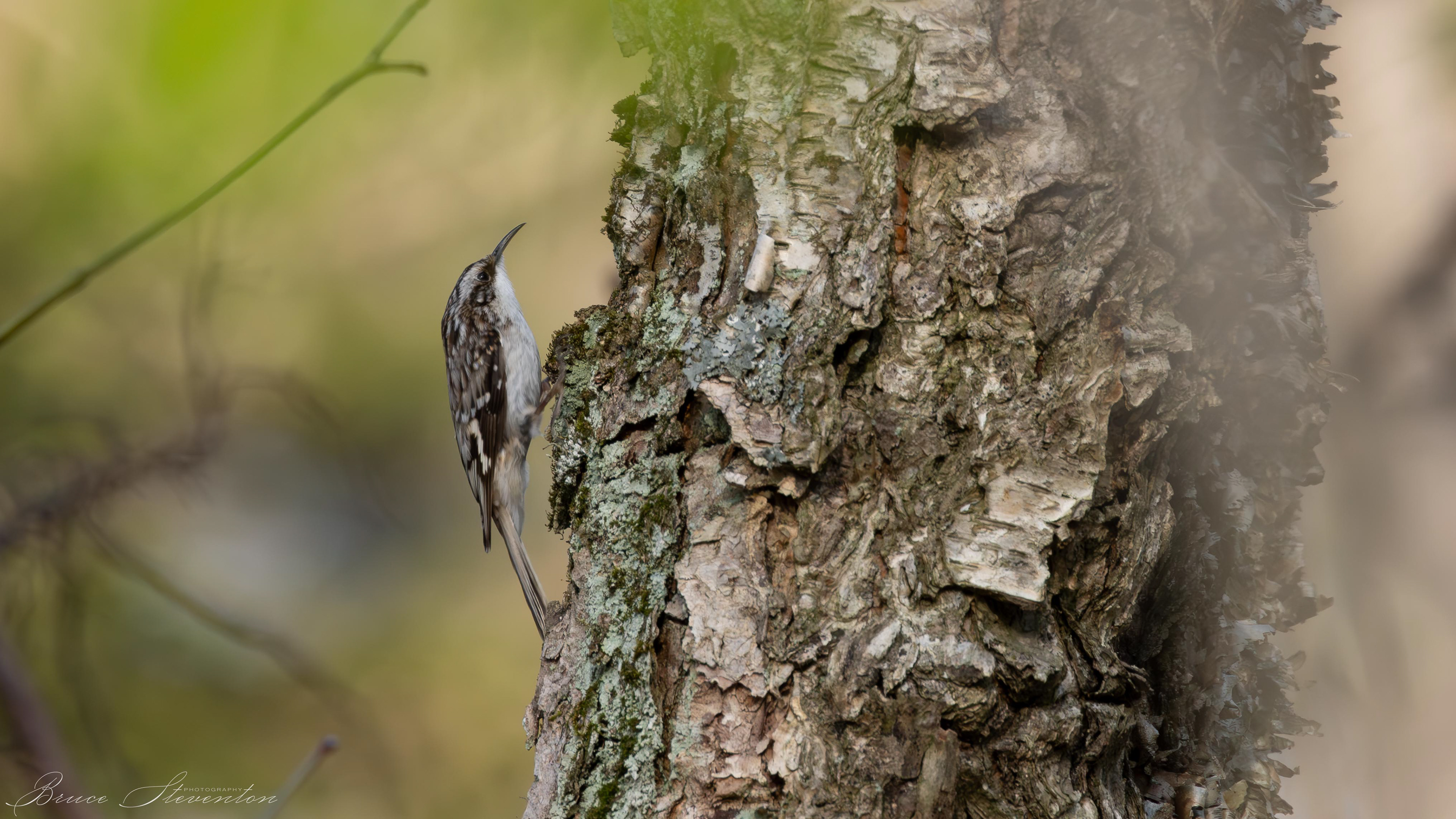 Brown creepers focus their search for pray on the lichen and moss (north) side of tree trunks.