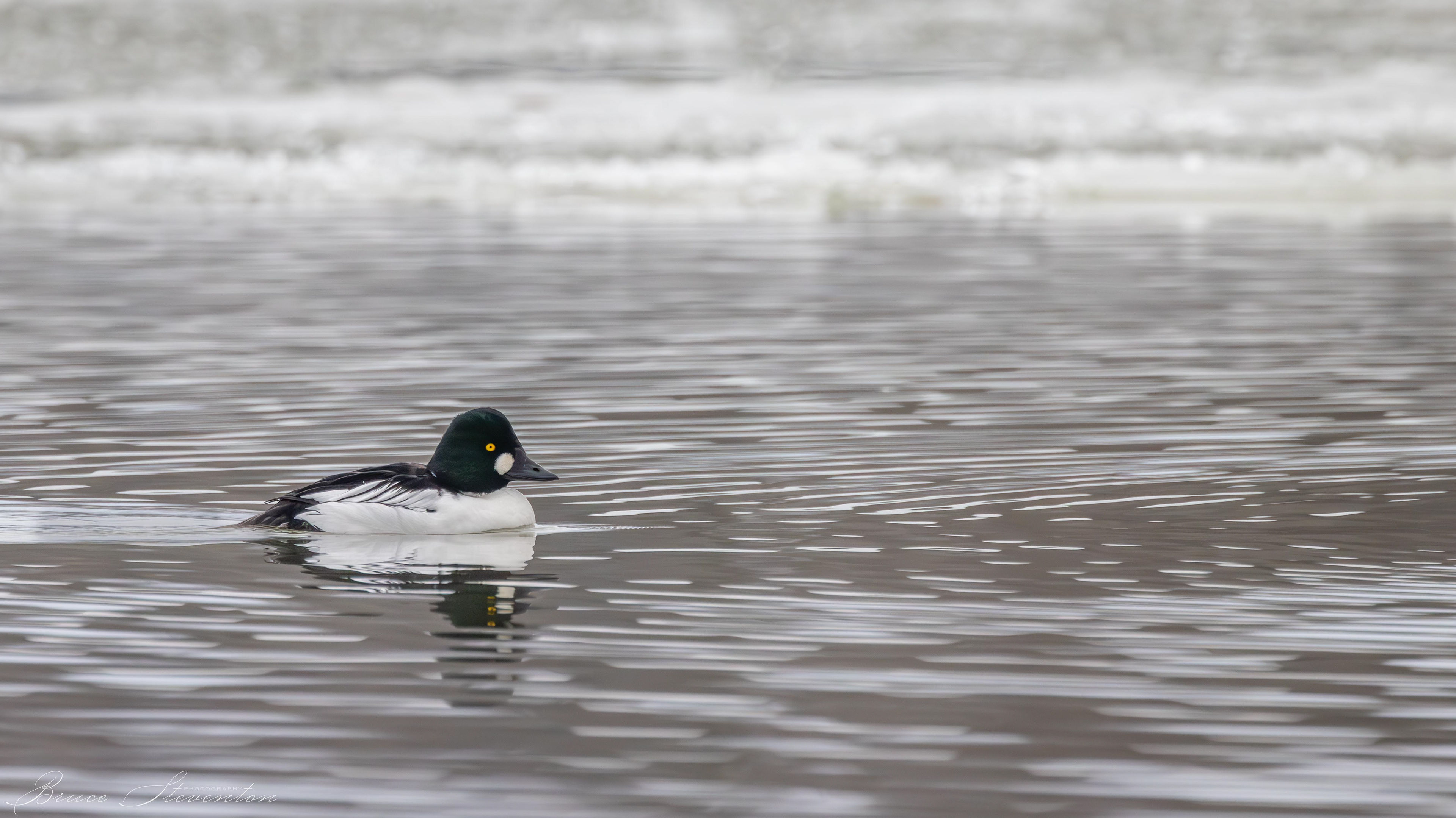 Common Goldeneye (Male)