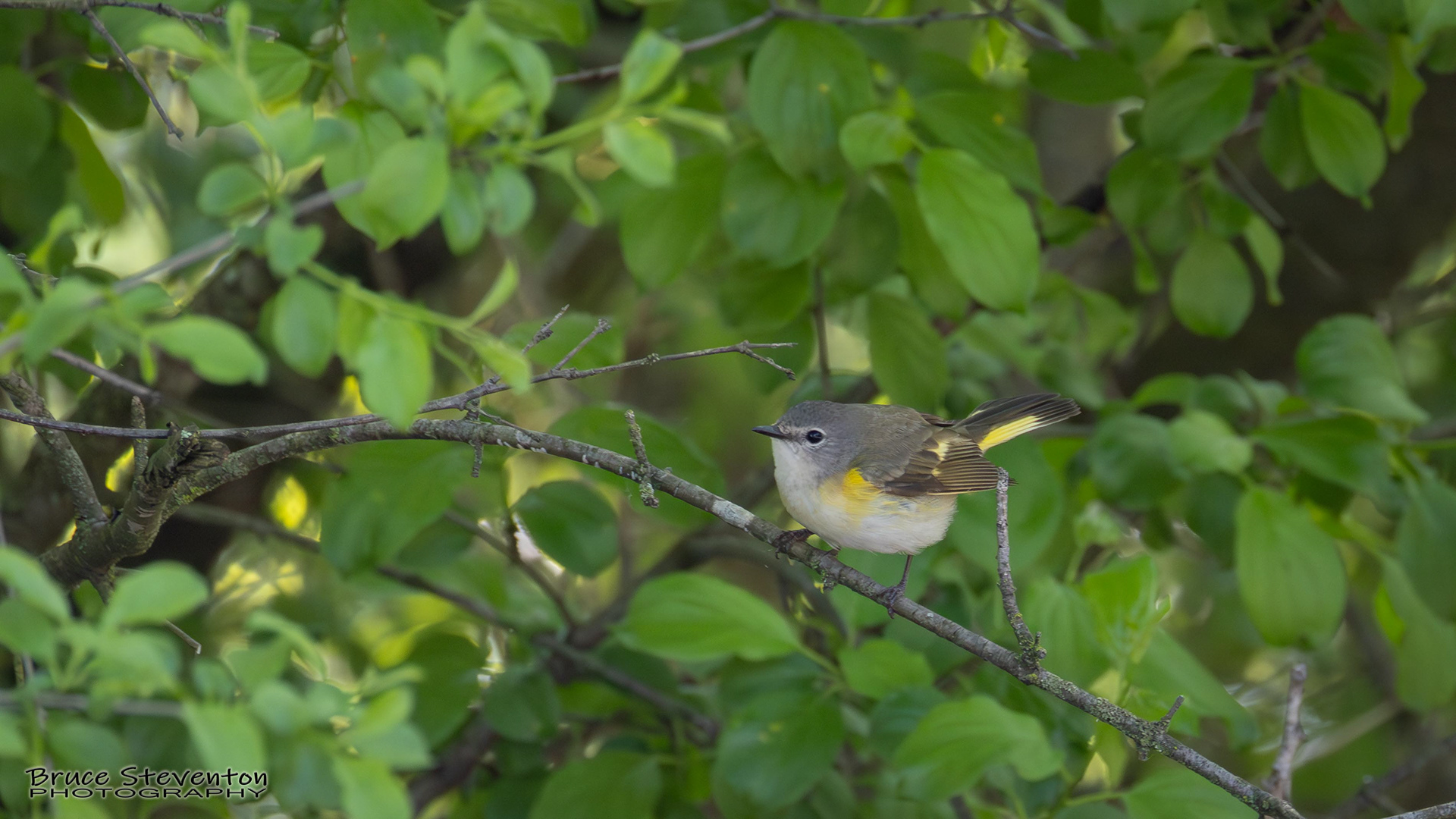 Redstart (F)