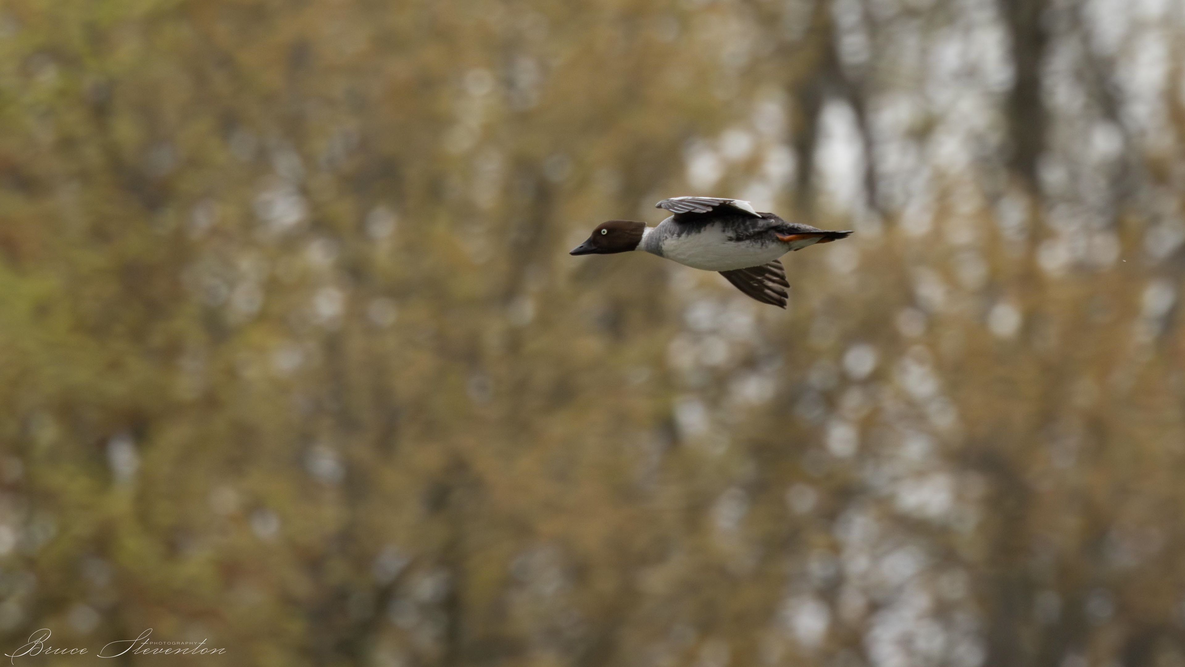 Common Goldeneye (F)