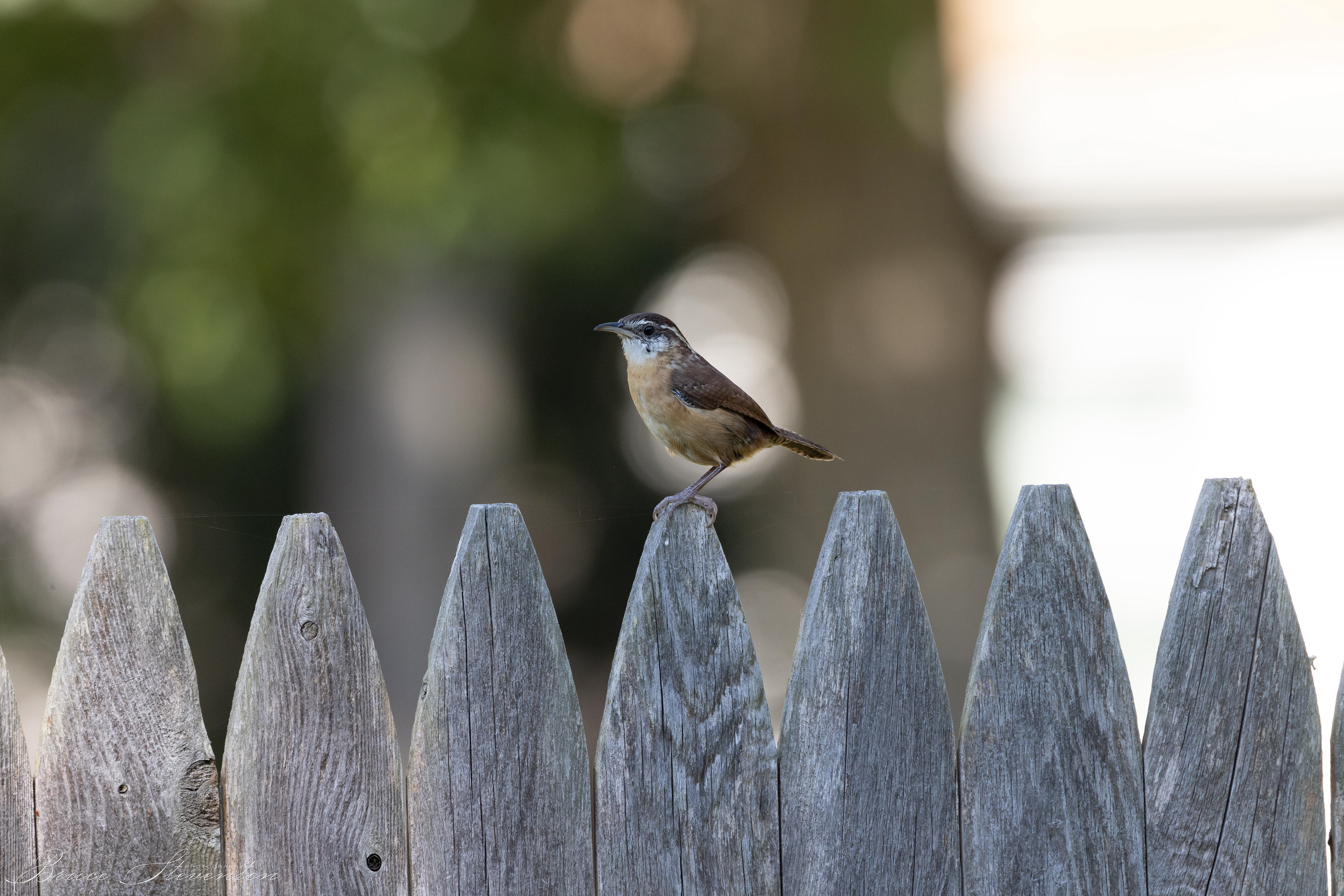 Carolina Wren