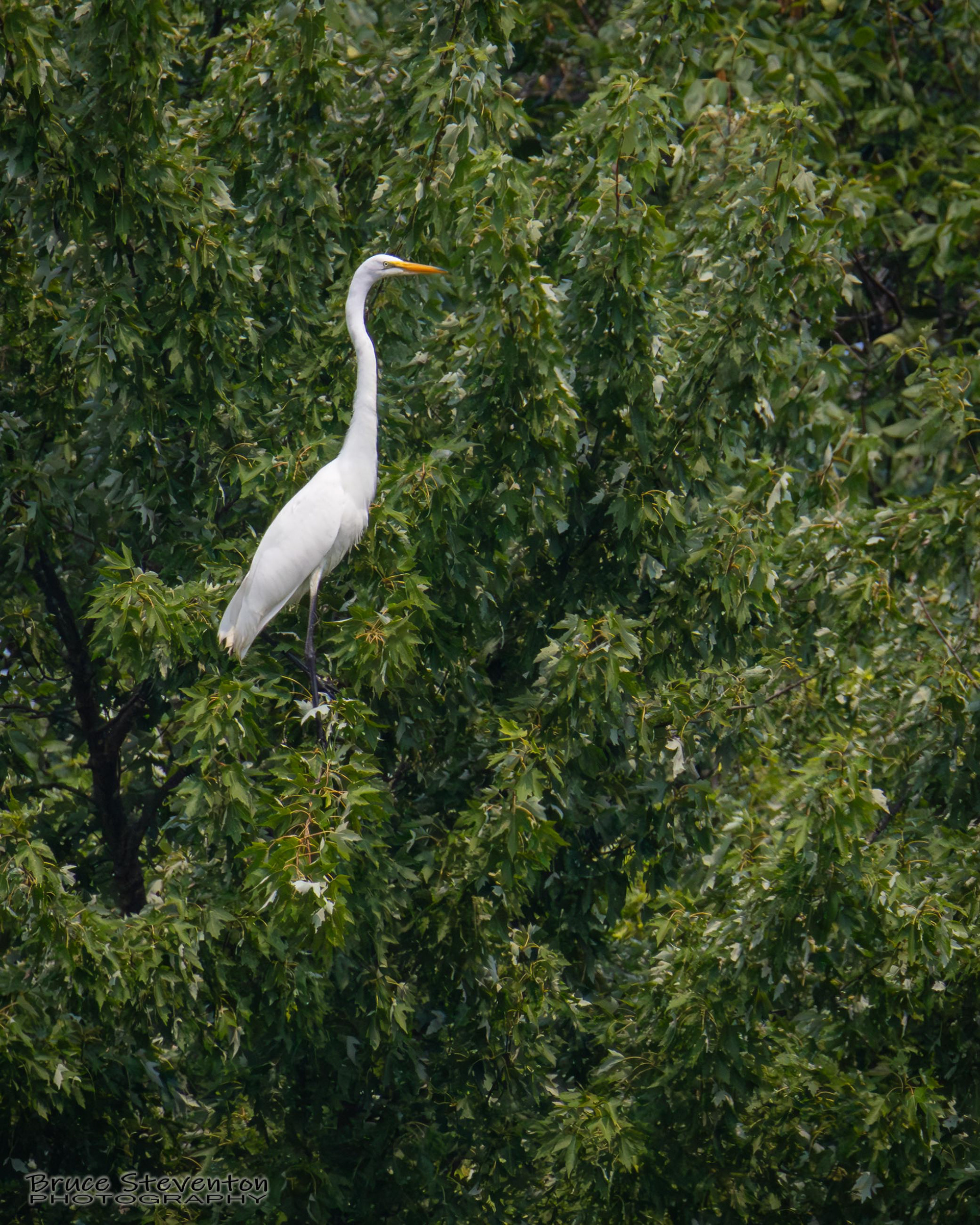 Great Egret
