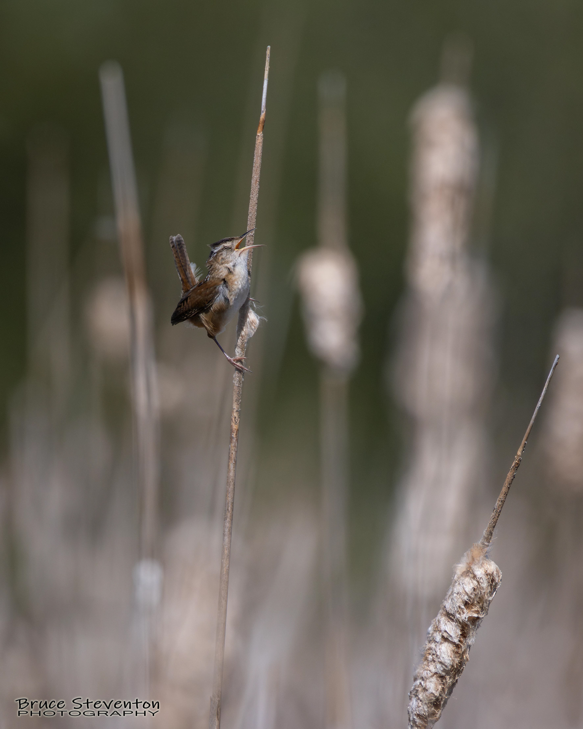 Marsh Wren