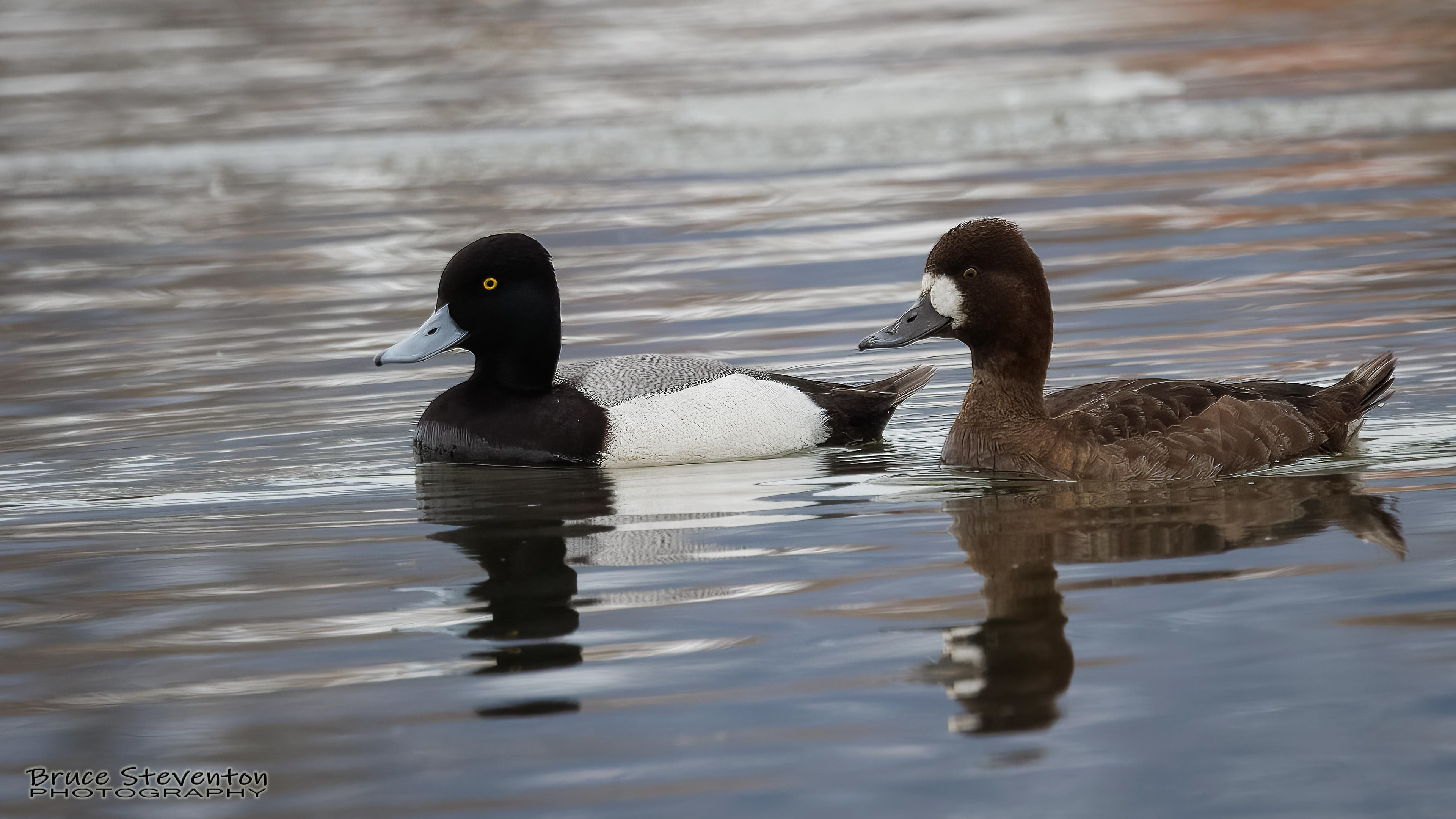 Greater Scaup - Addison, VT