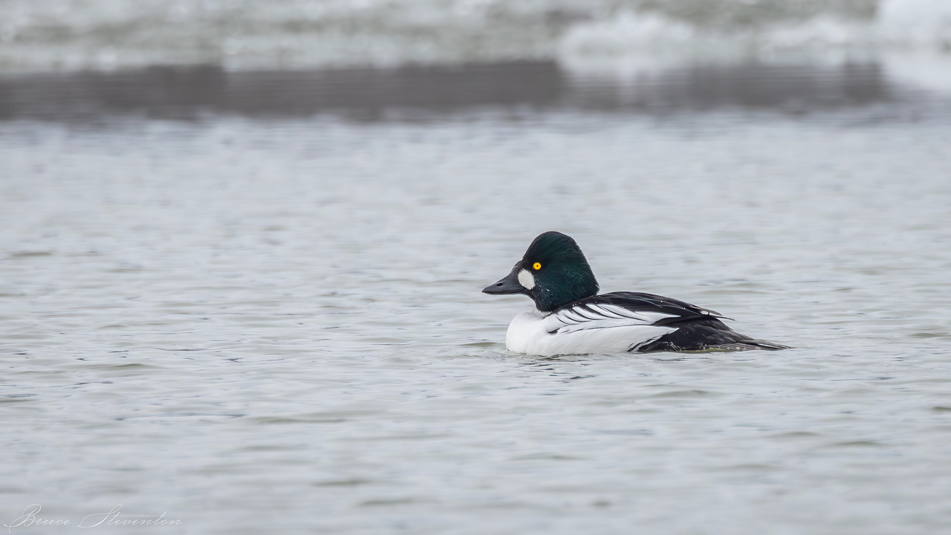Common Goldeneye (Male)