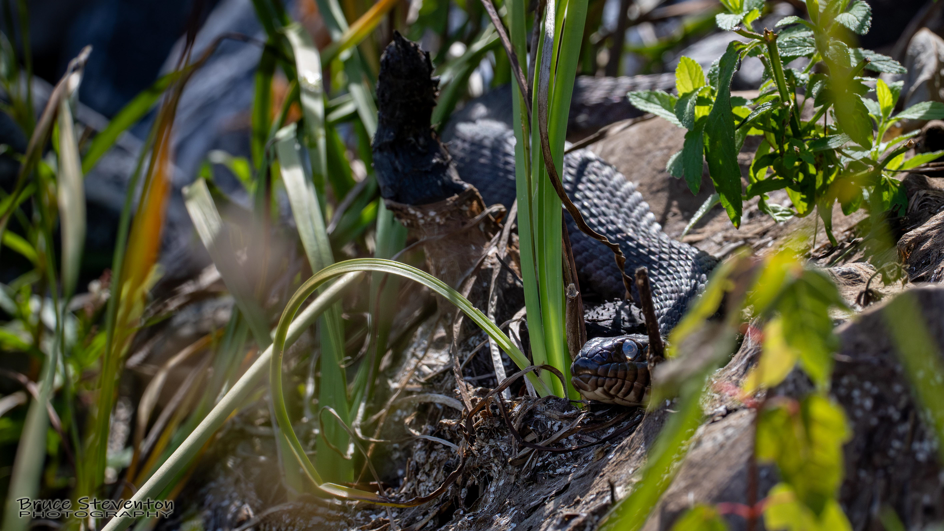 Common Water Snake - Ferrisburg, VT