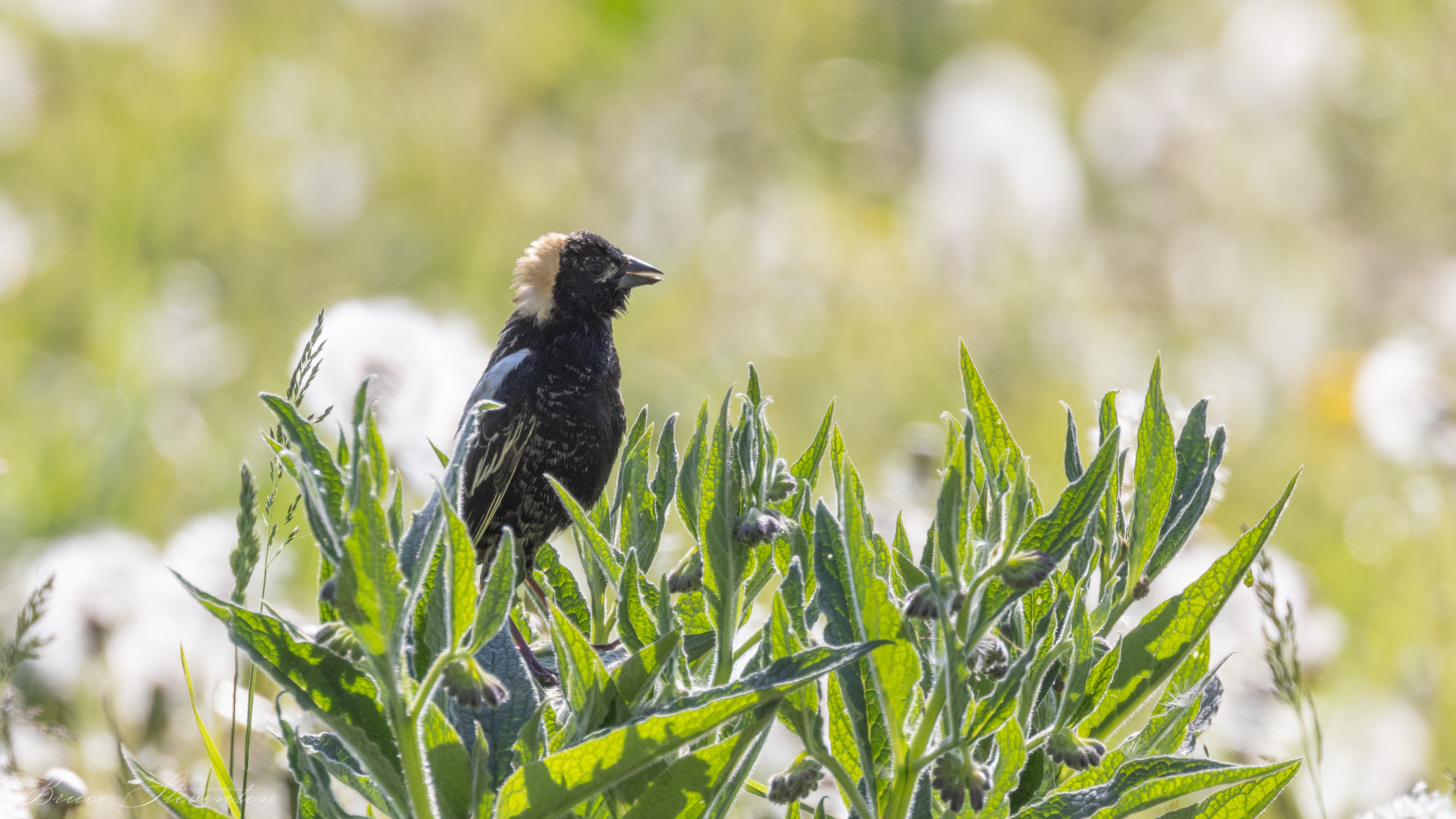 Bobolink
