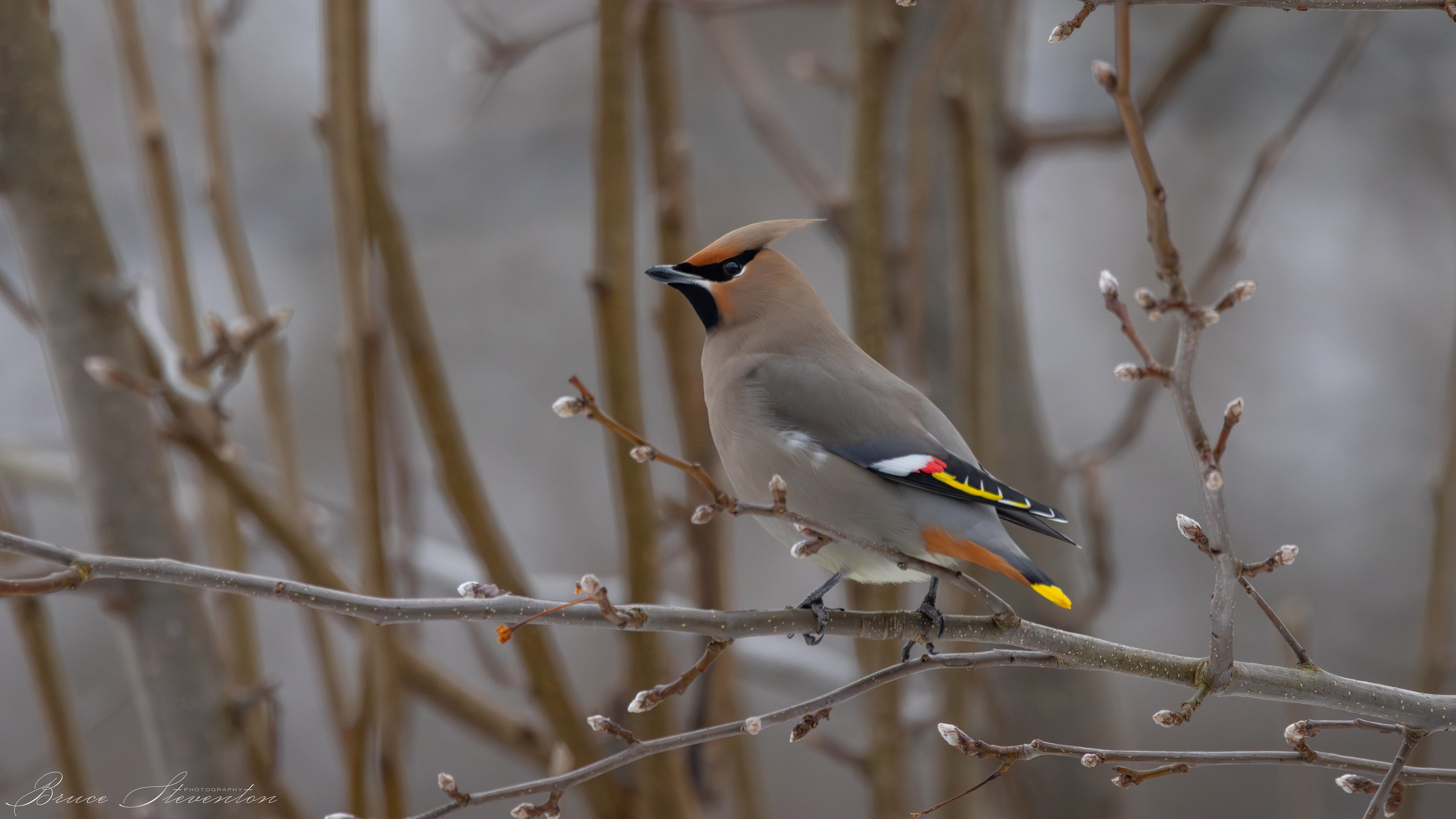 This beautiful visitor seems to have been separated from his/her friends; they usually forage in a flock.