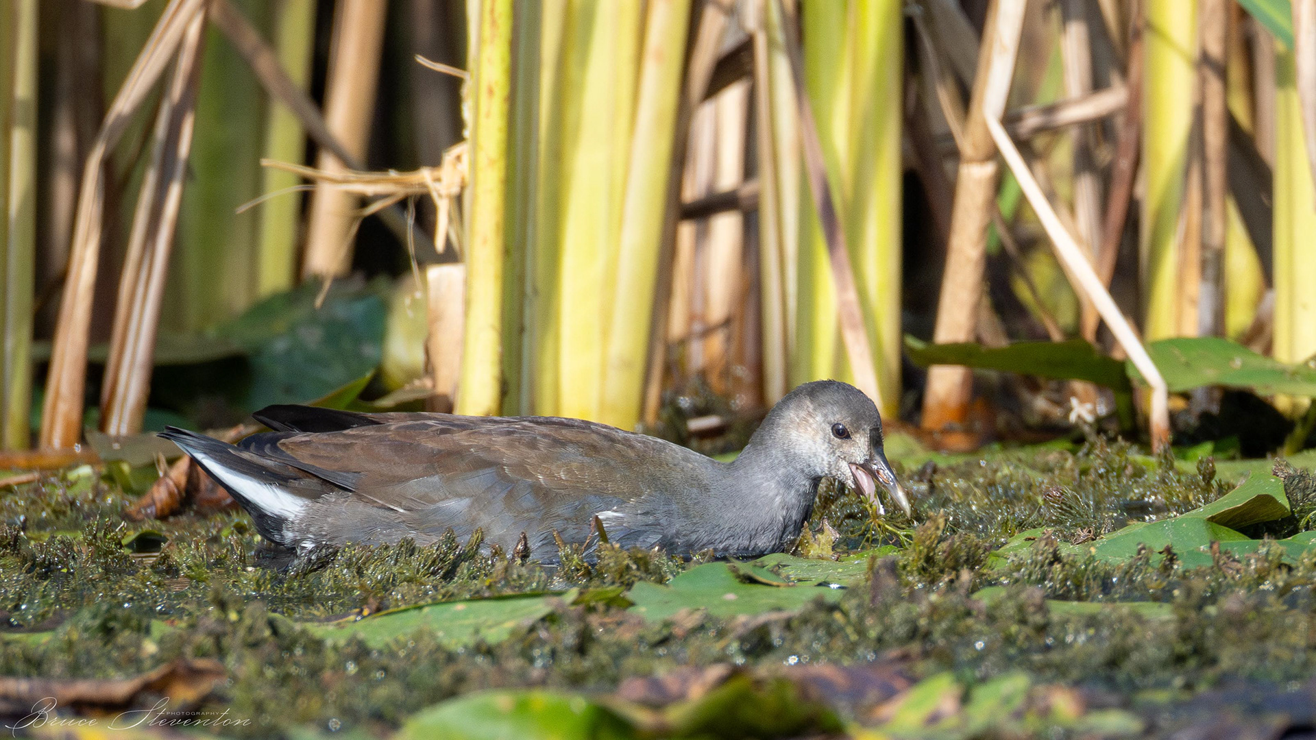Common Gallinule (F)