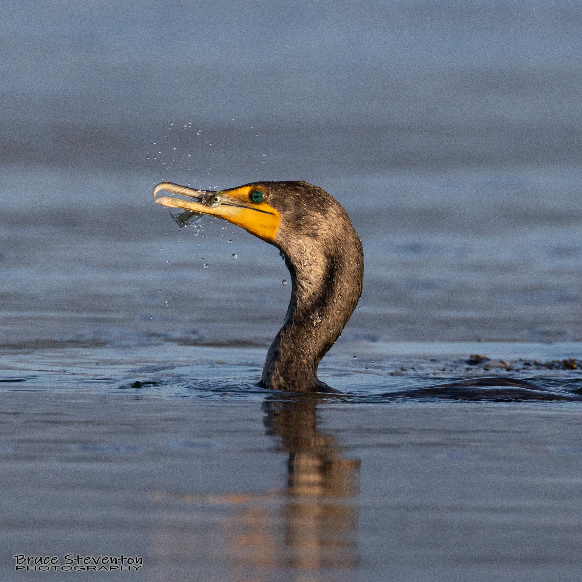 Double-crested Cormorant