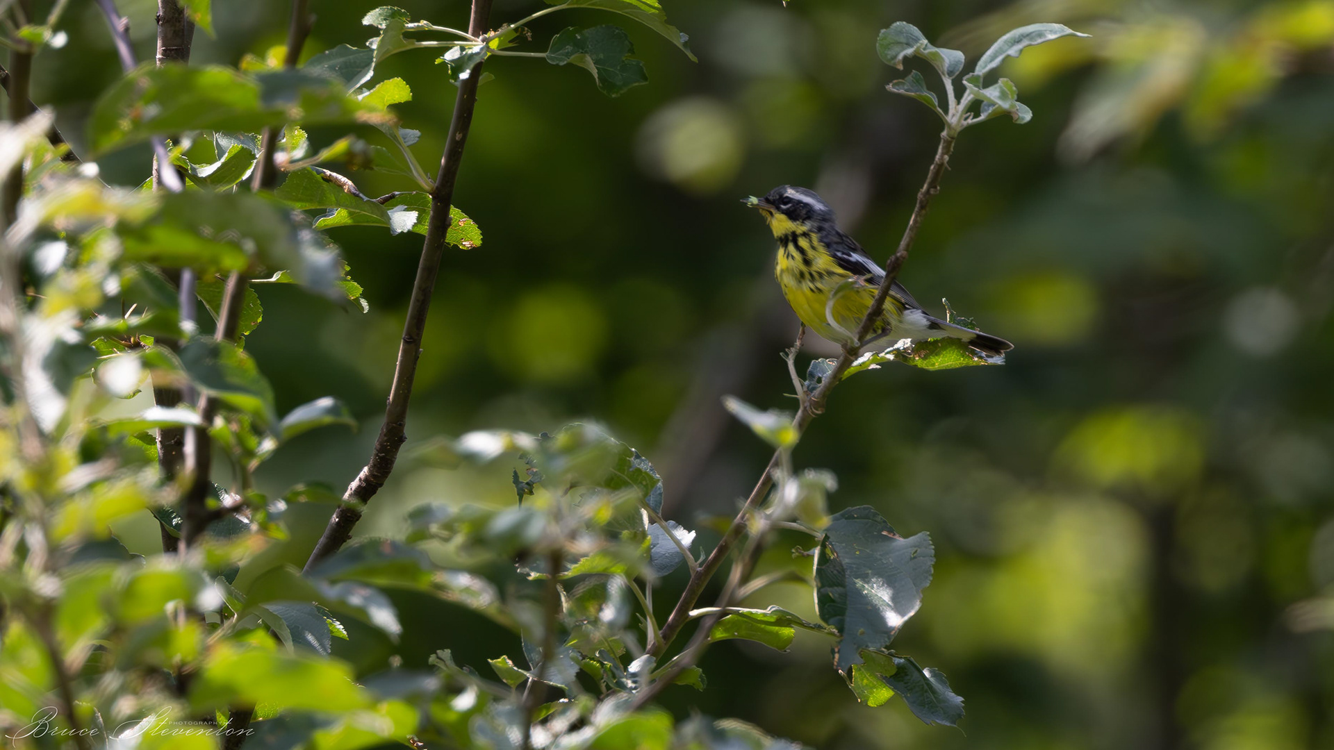 Magnolia Warbler - Male
