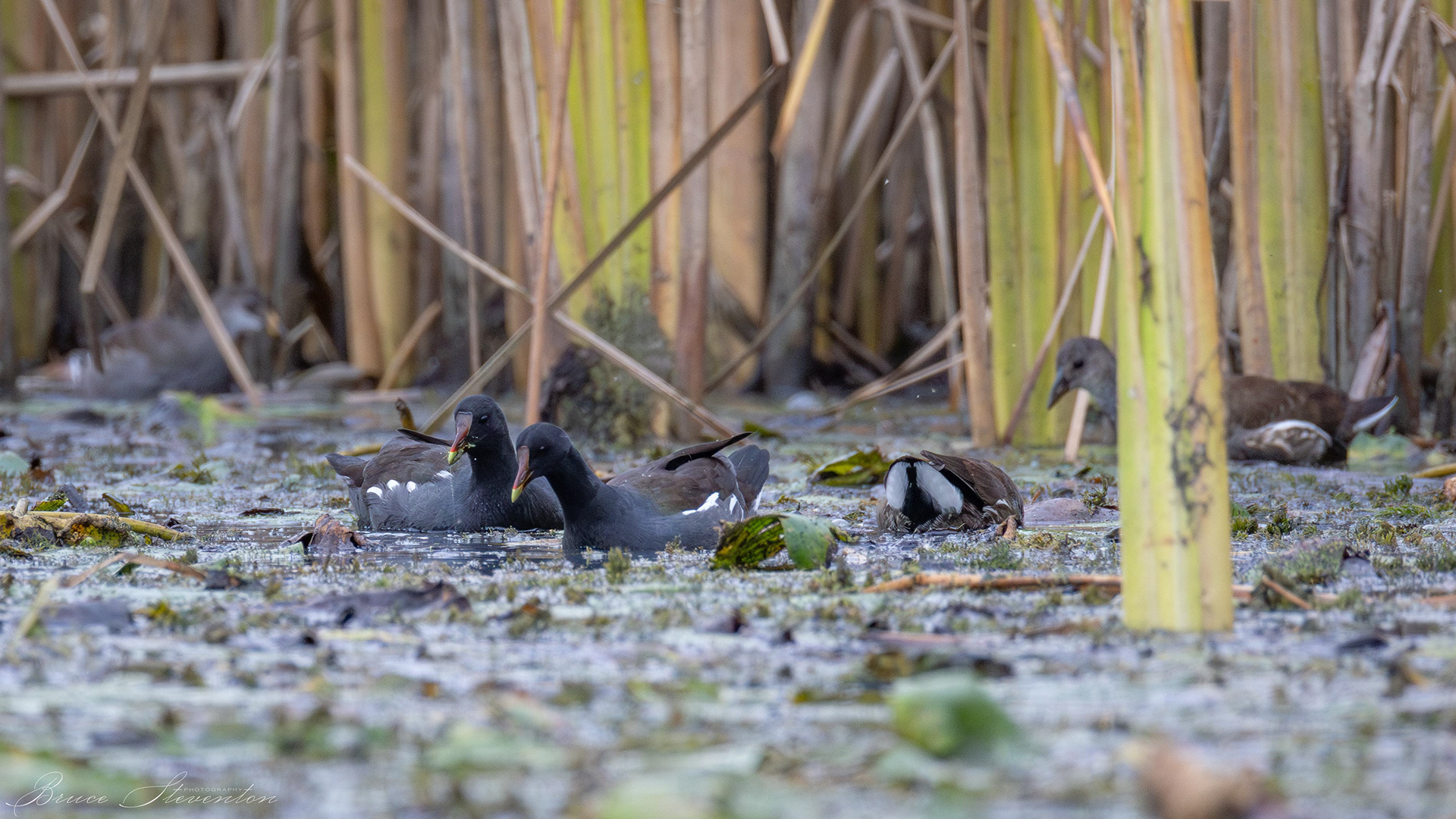 Common Gallinule