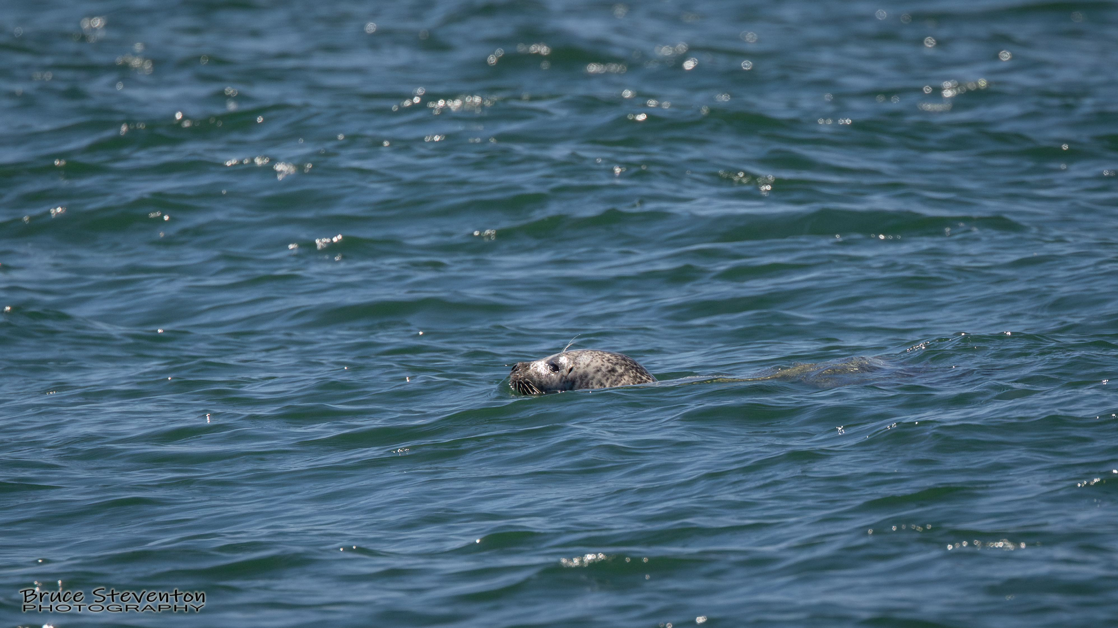 Gray Seal