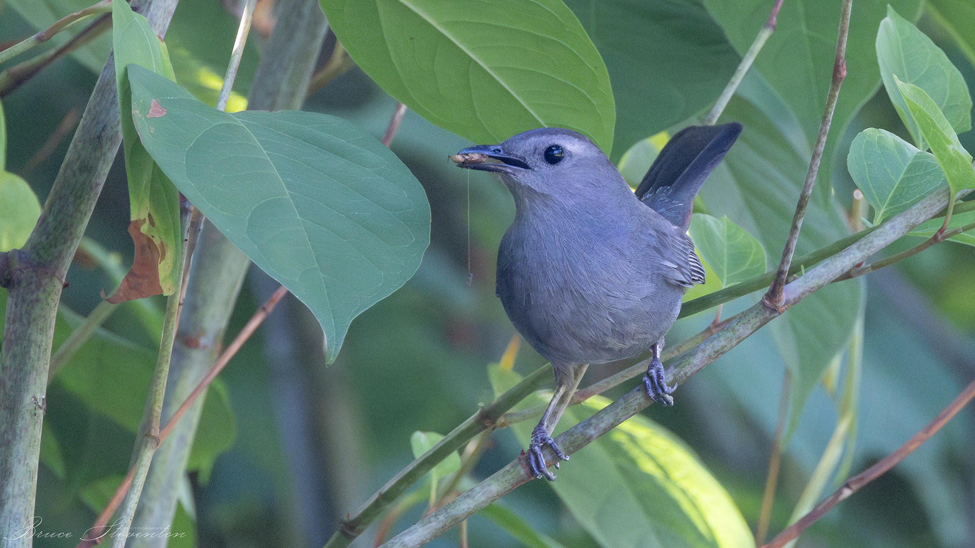 Gray Catbird with captured prey