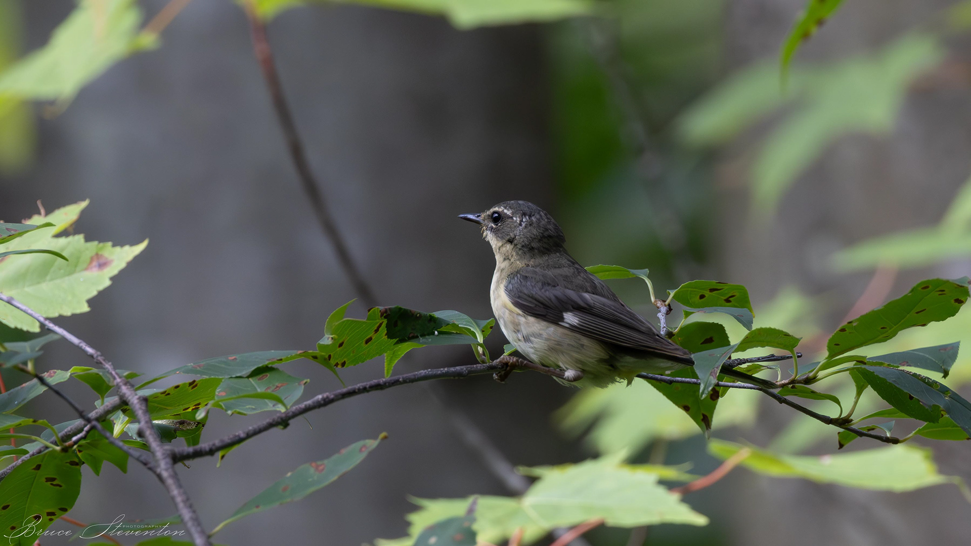 Black-throated Blue Warbler - Female