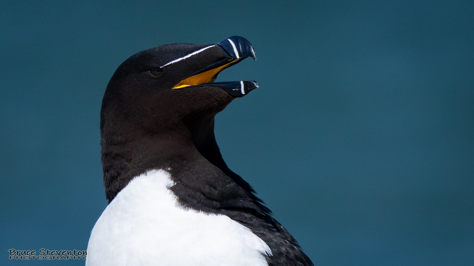 Razorbill