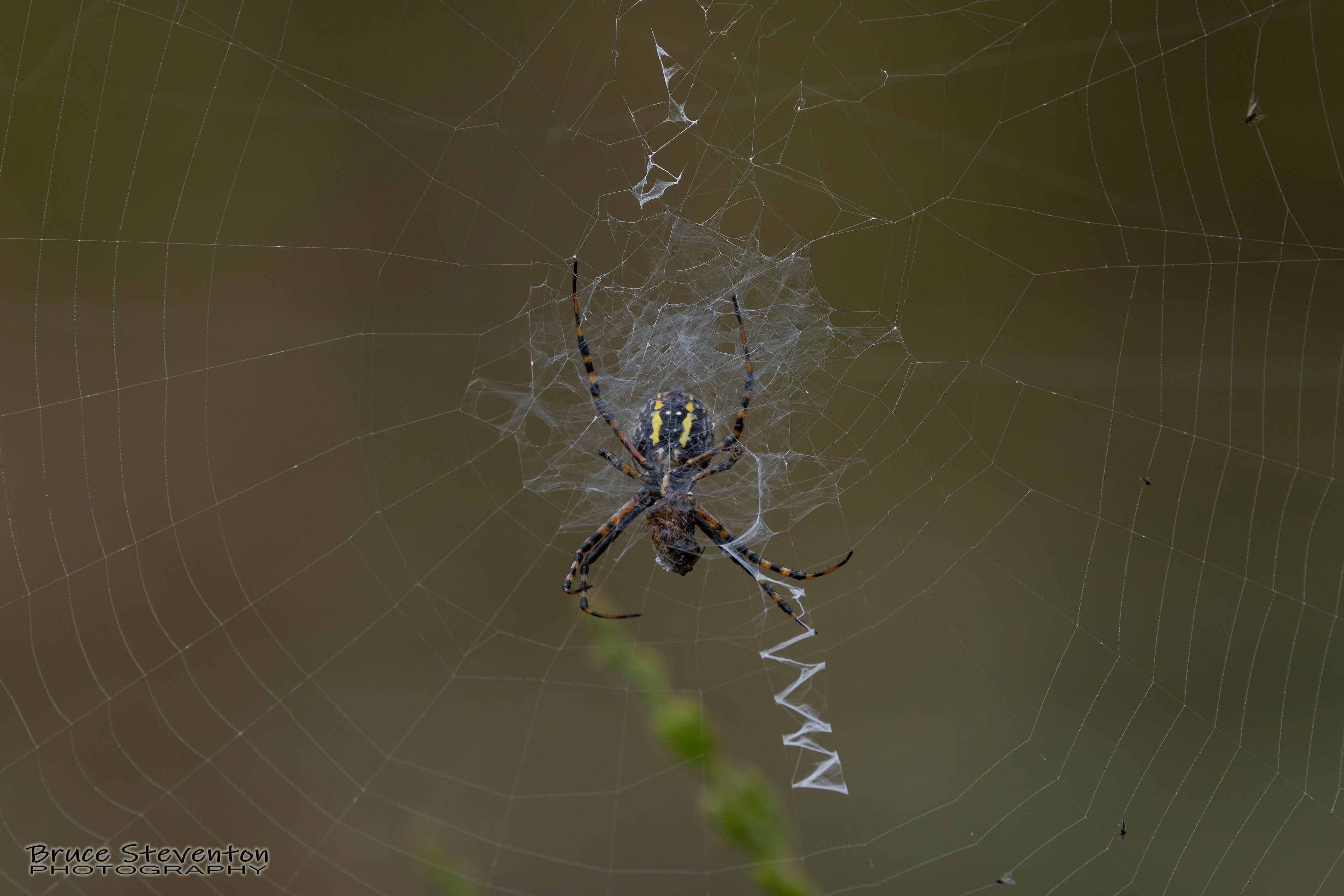 Yellow Garden Spider - Addison, VT