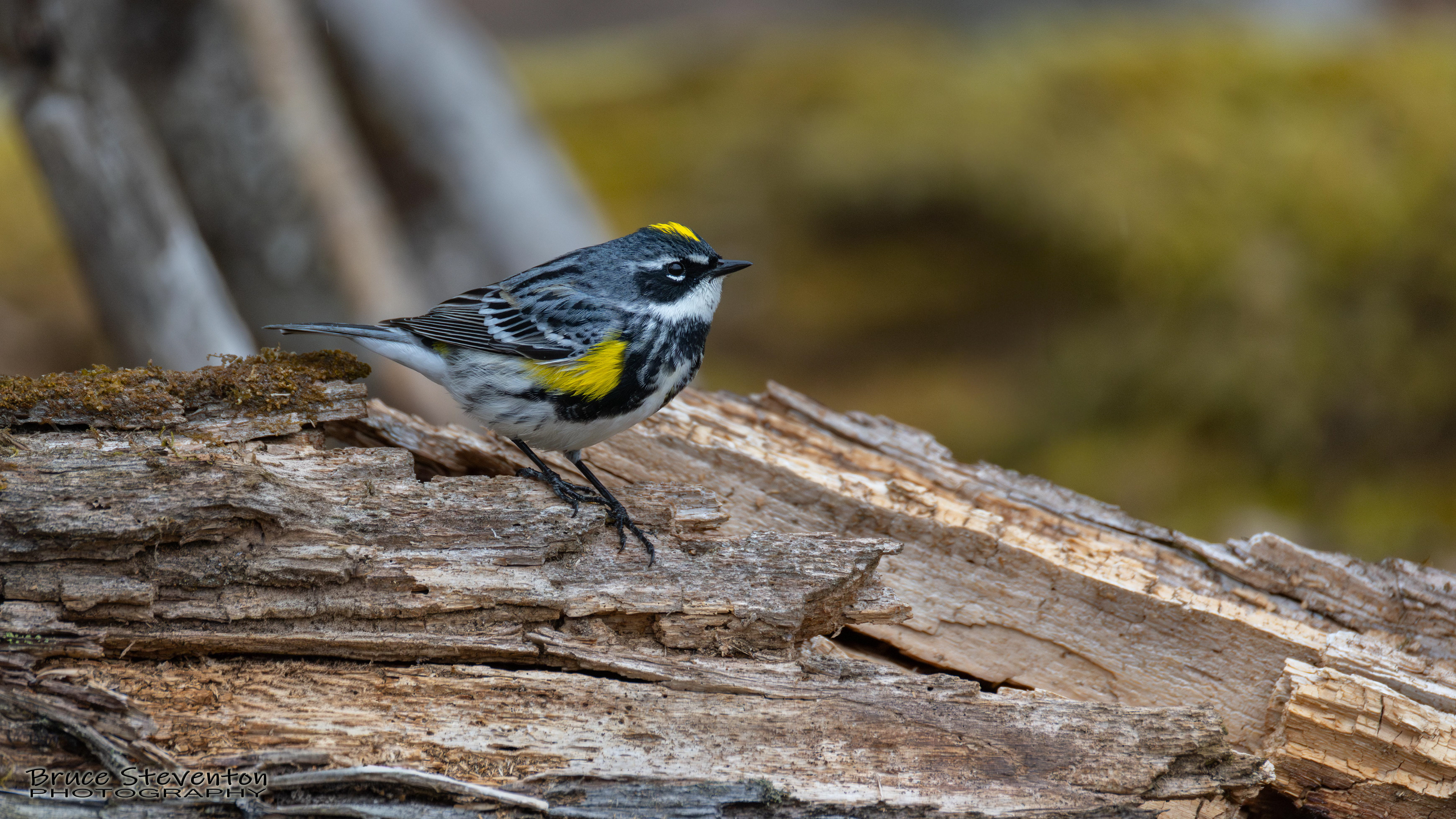 Yellow-rumped Warbler