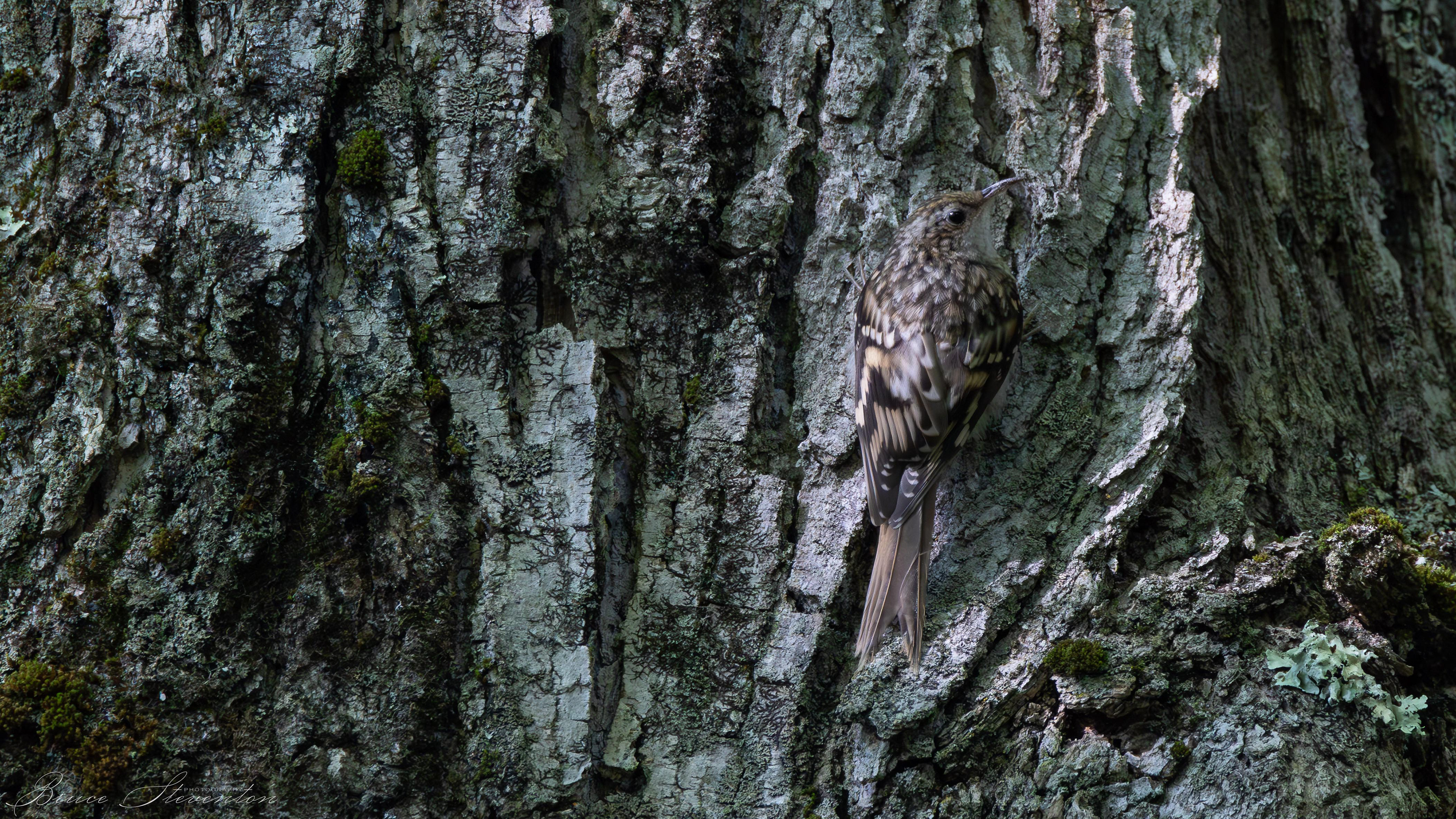 Using its tail (like a woodpecker) to continuously brace against wears on the tips of the feathers.