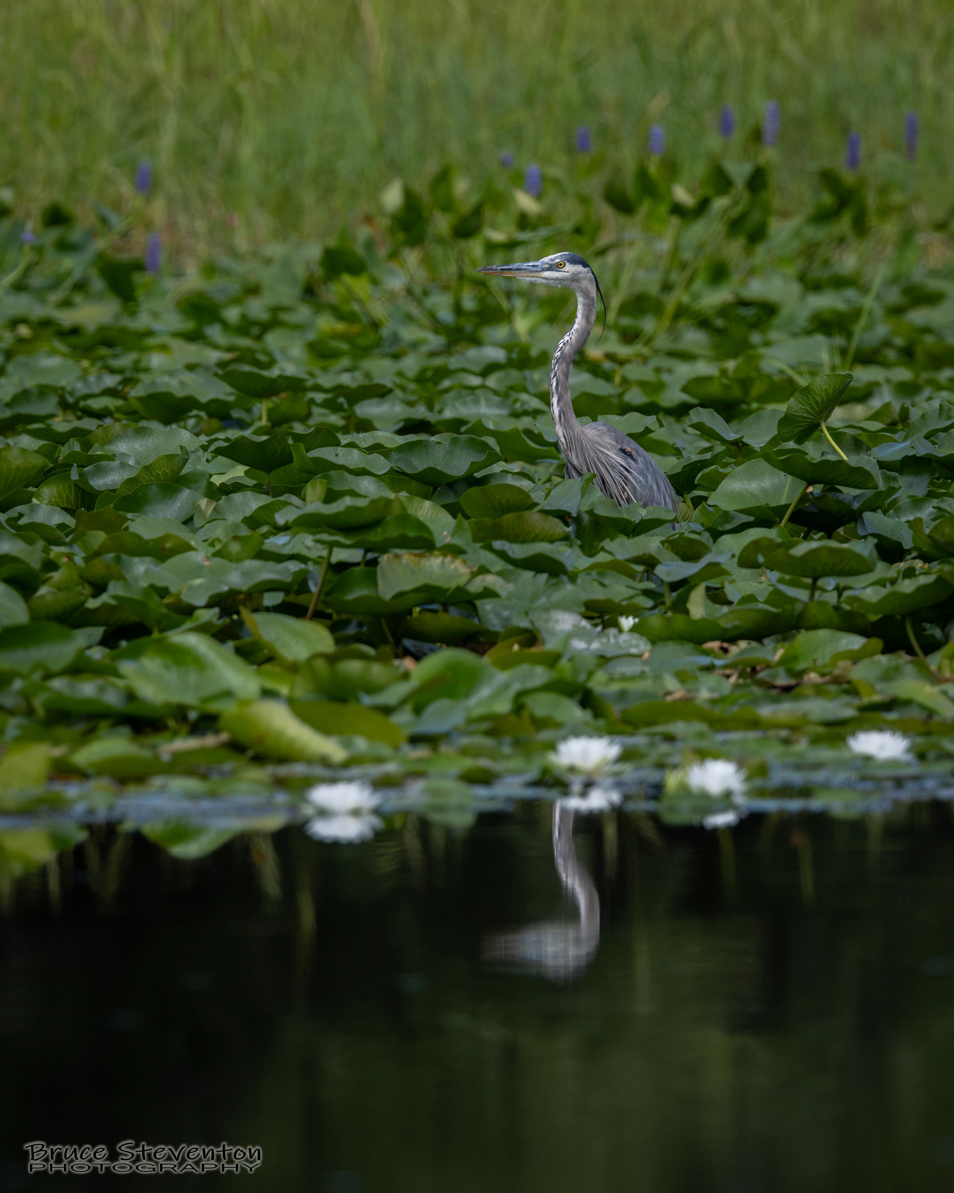 Great Blue Heron